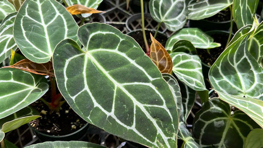Top 5 Easy-Care Plants for Beginners