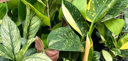 🌿 Top 5 Indoor Plants You’ll Love. And How to Care for Them Like a Pro