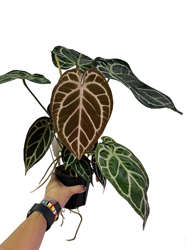 money tree house plant Buy Money Tree Plants Online