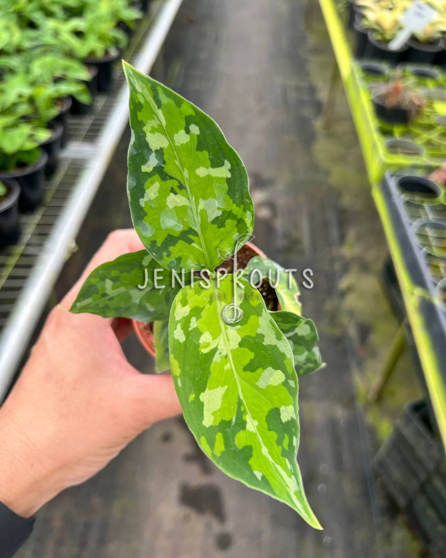 2" Aglaonema Pictum Tricolor