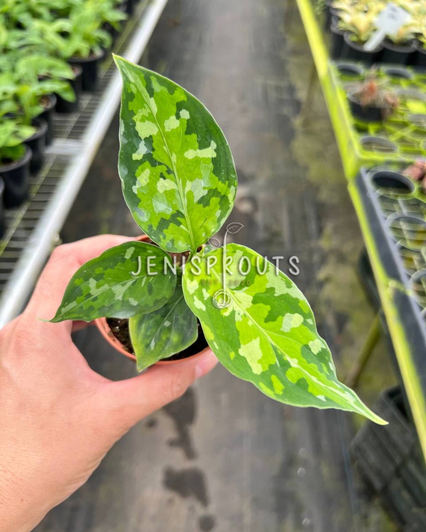 2" Aglaonema Pictum Tricolor
