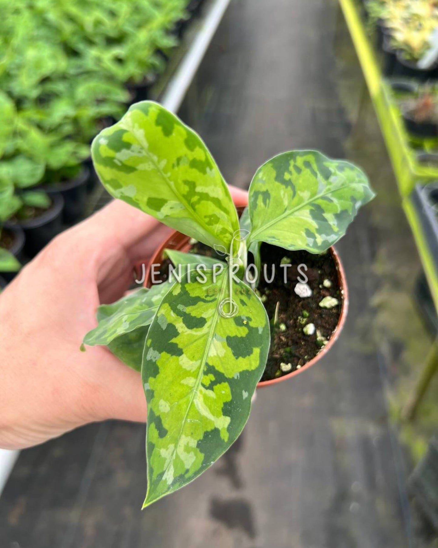 2" Aglaonema Pictum Tricolor