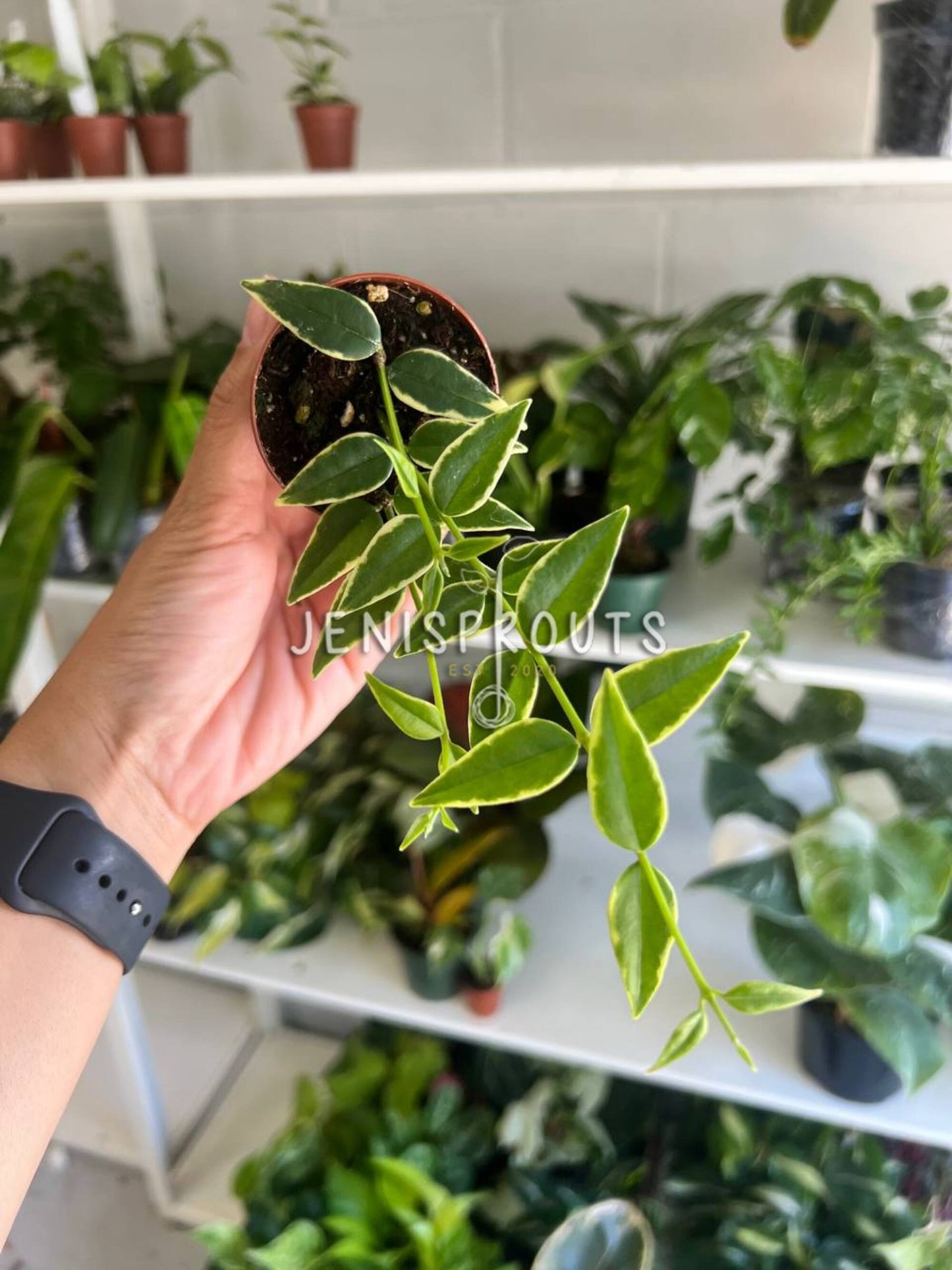 2" Hoya Bella Variegated (Outter)
