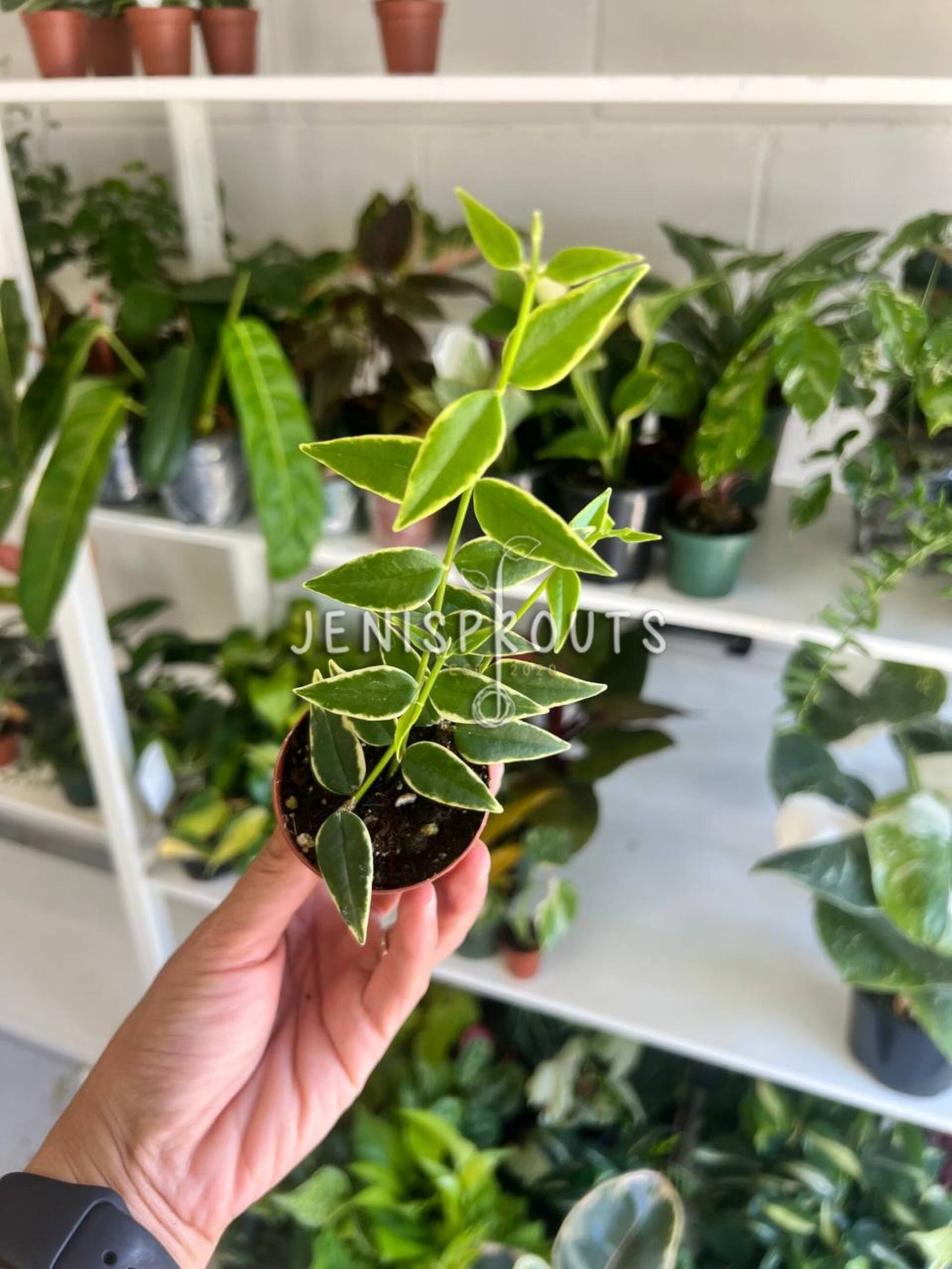 2" Hoya Bella Variegated (Outter)