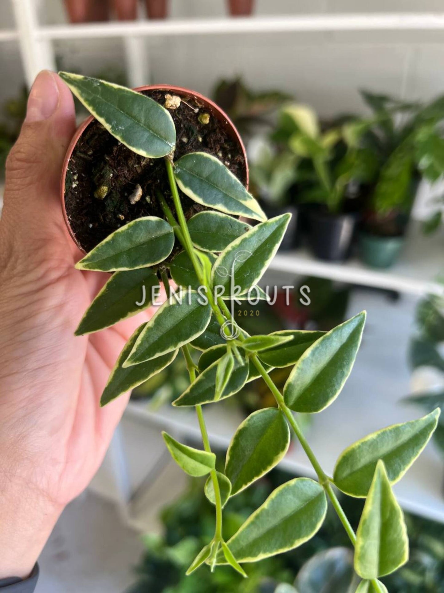 2" Hoya Bella Variegated (Outter)