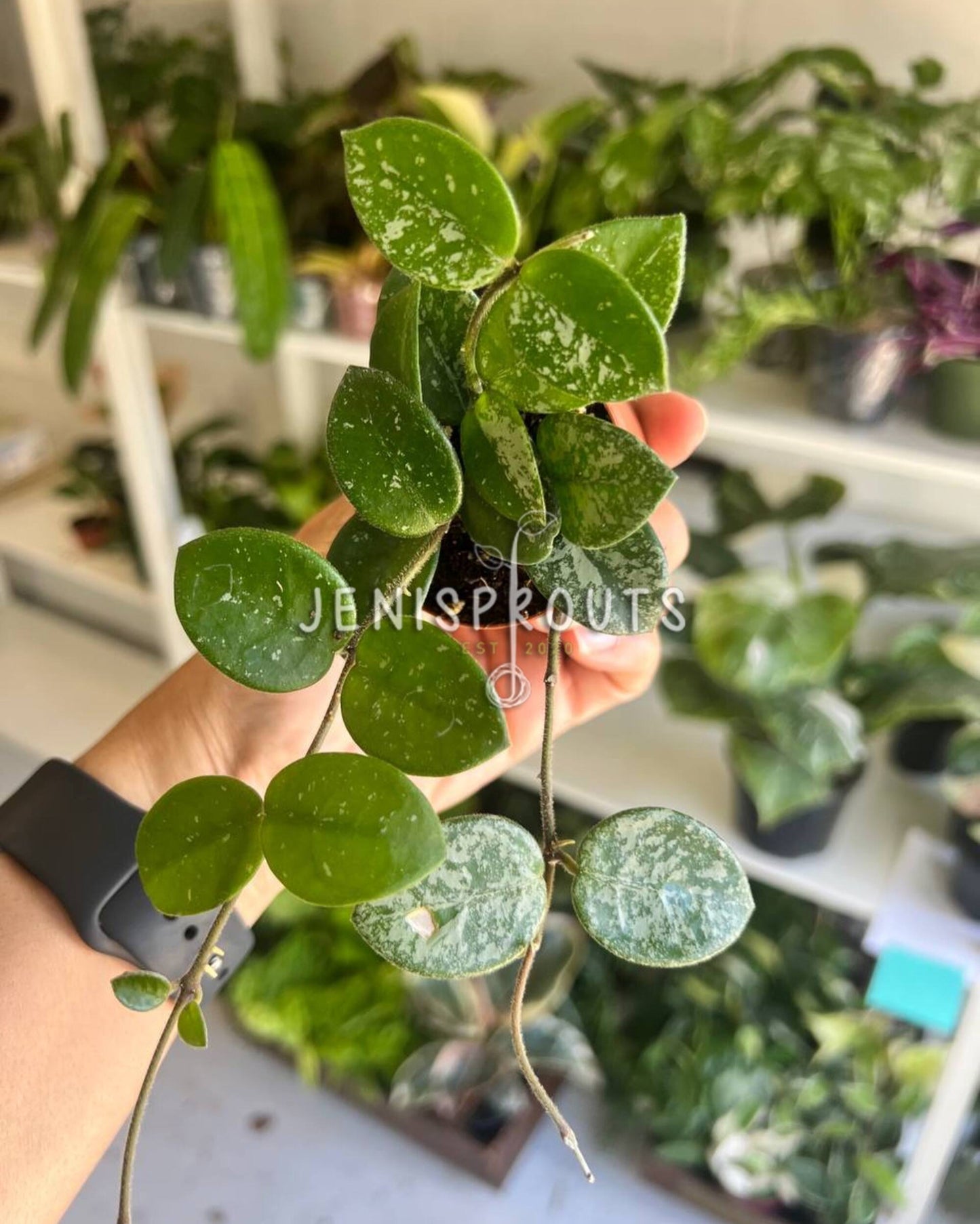 2" Hoya Mathilde Splash