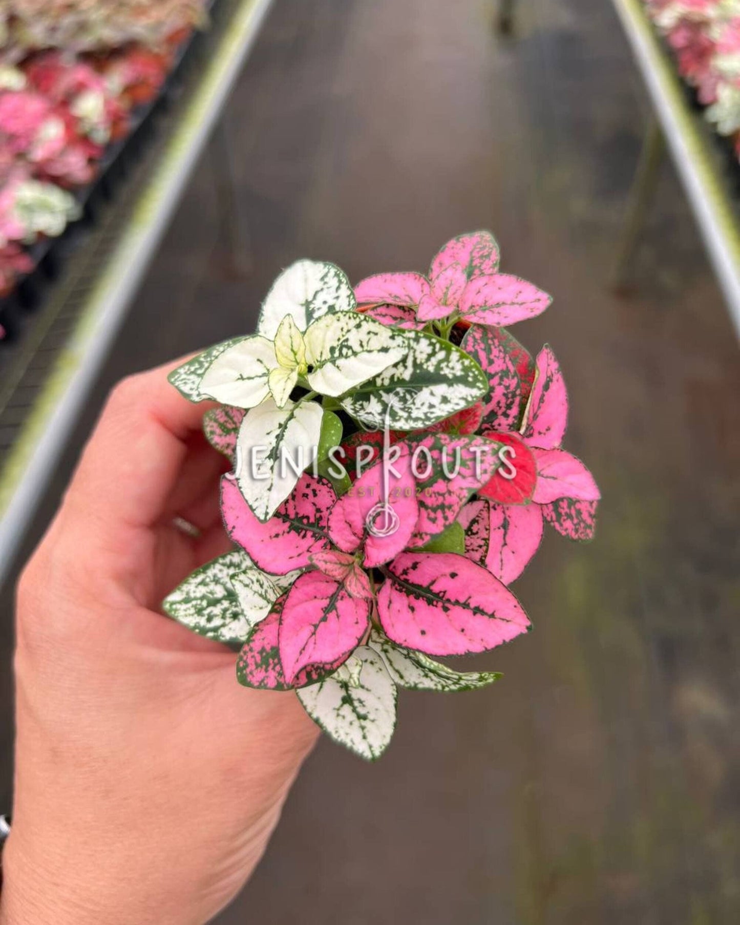 2” Hypoestes Mix