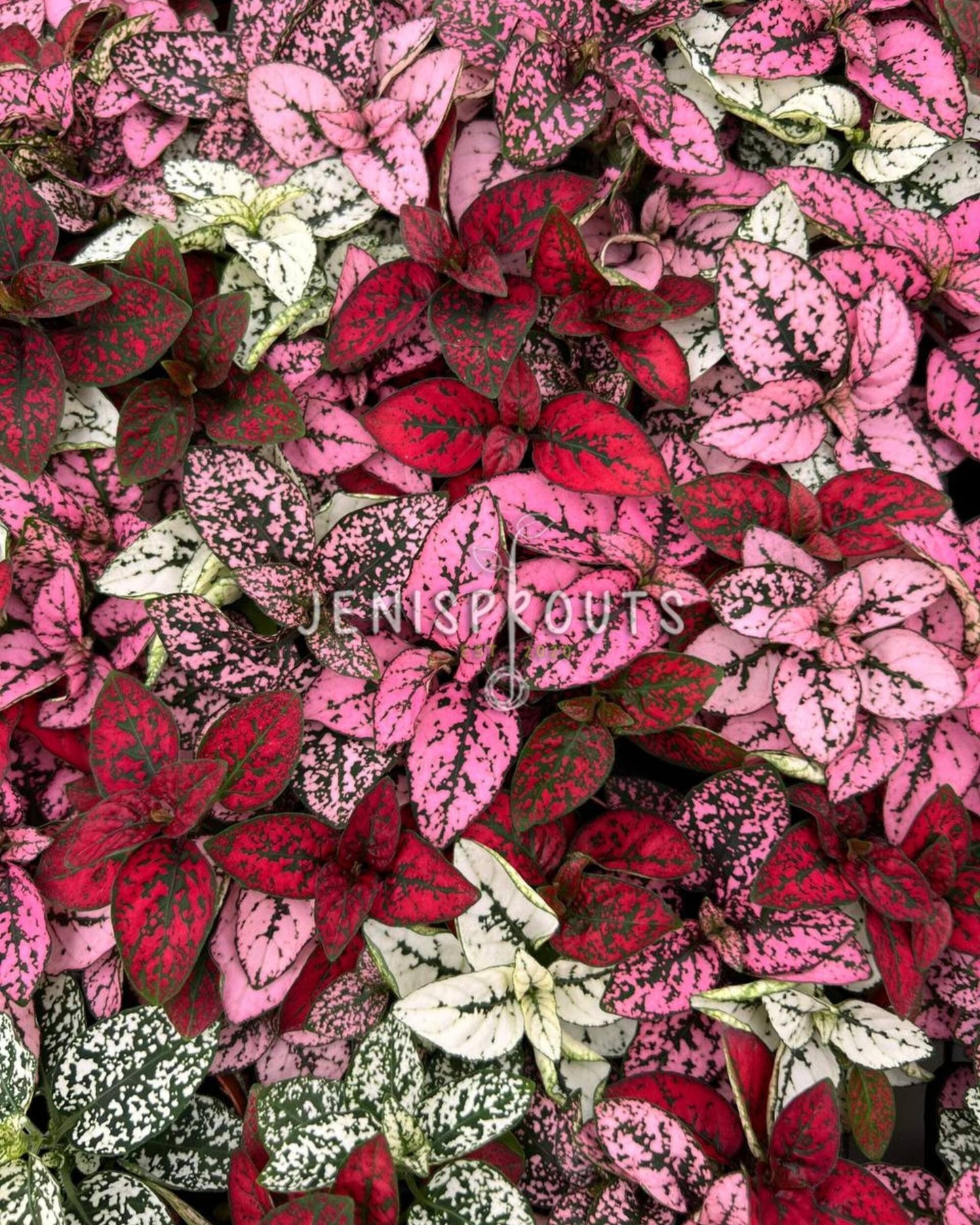 2” Hypoestes Mix