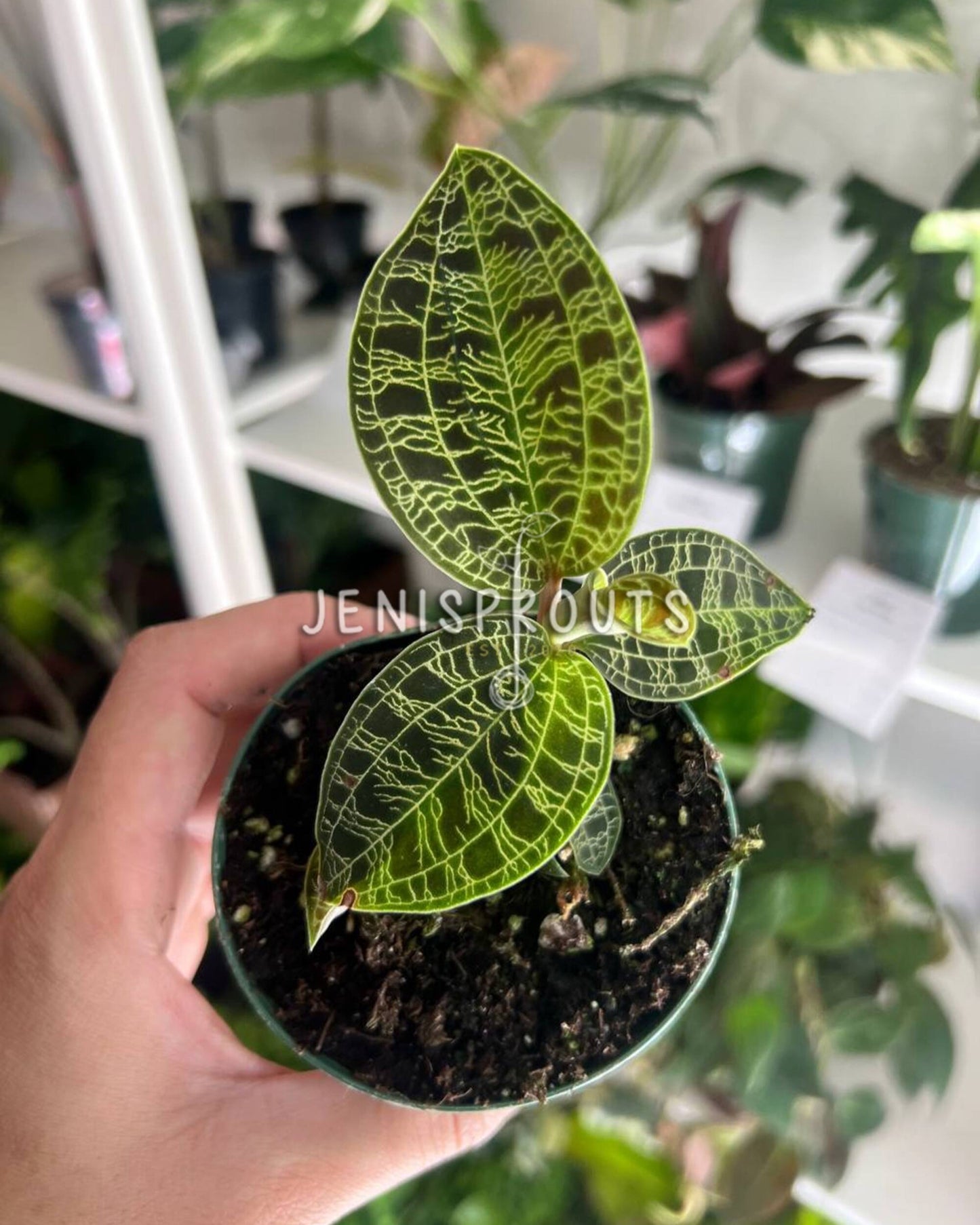 3" Jewel Orchid Macode Petole