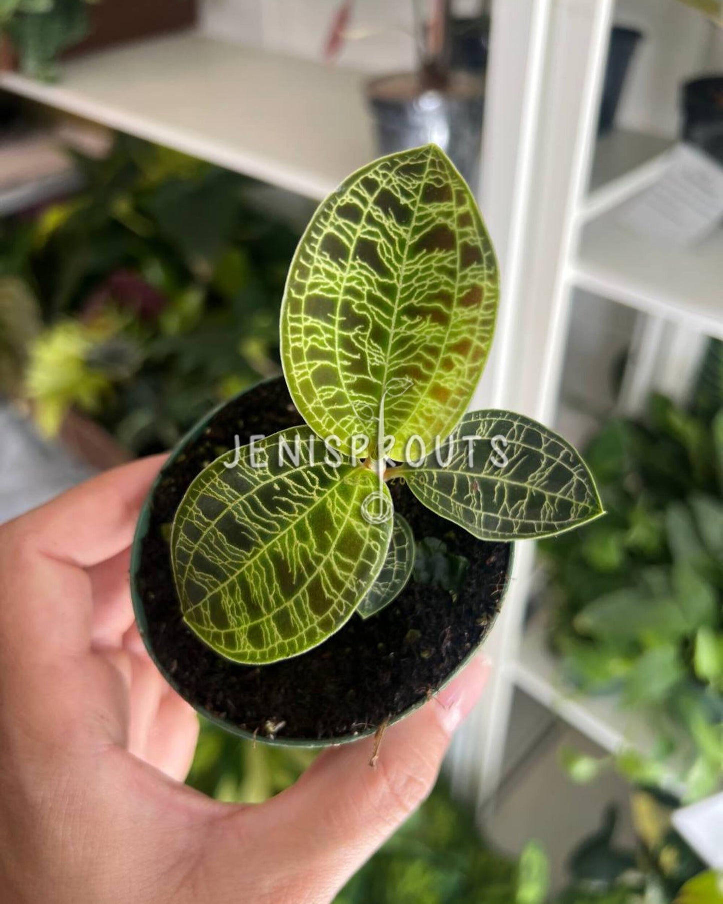 3" Jewel Orchid Macode Petole