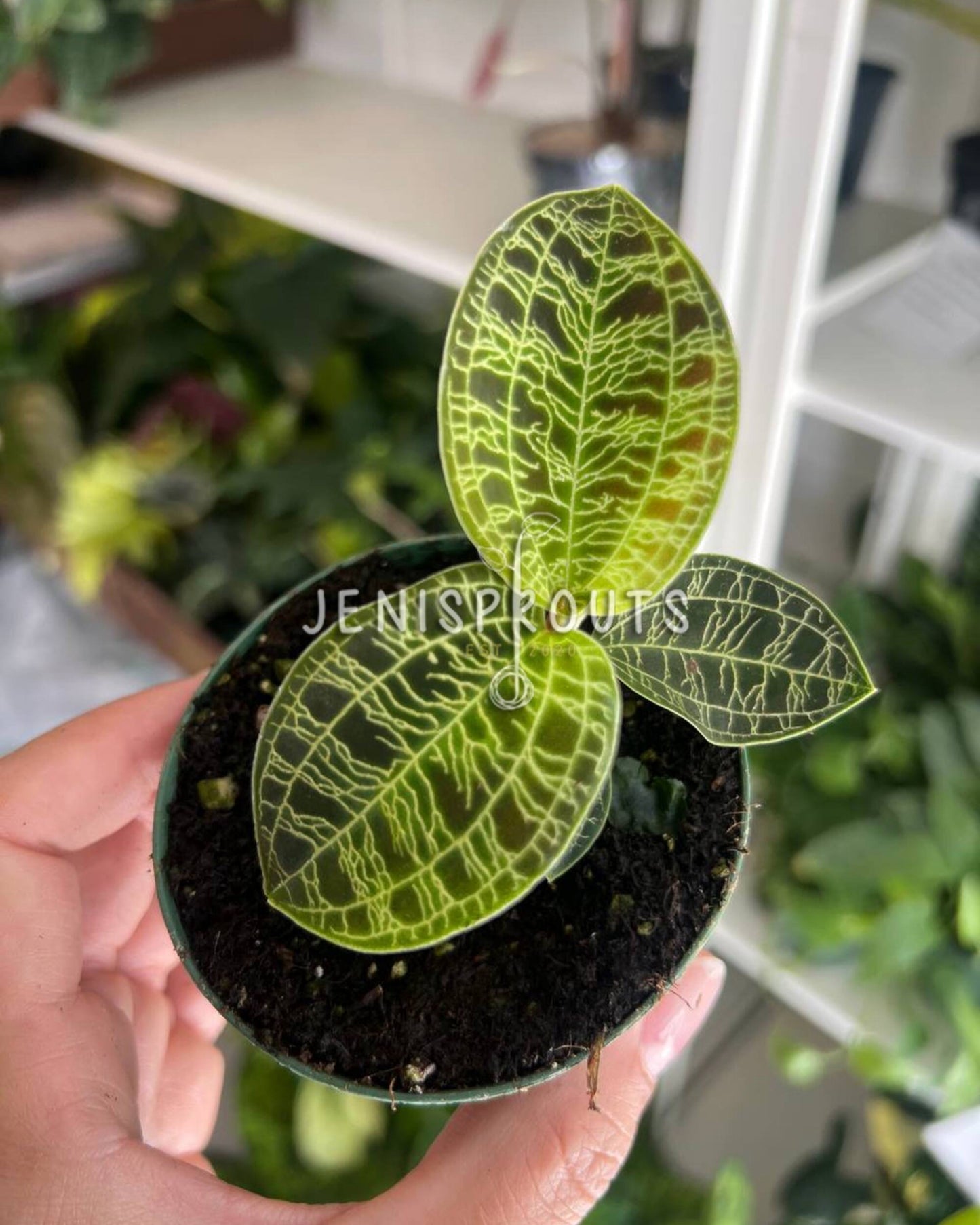 3" Jewel Orchid Macode Petole