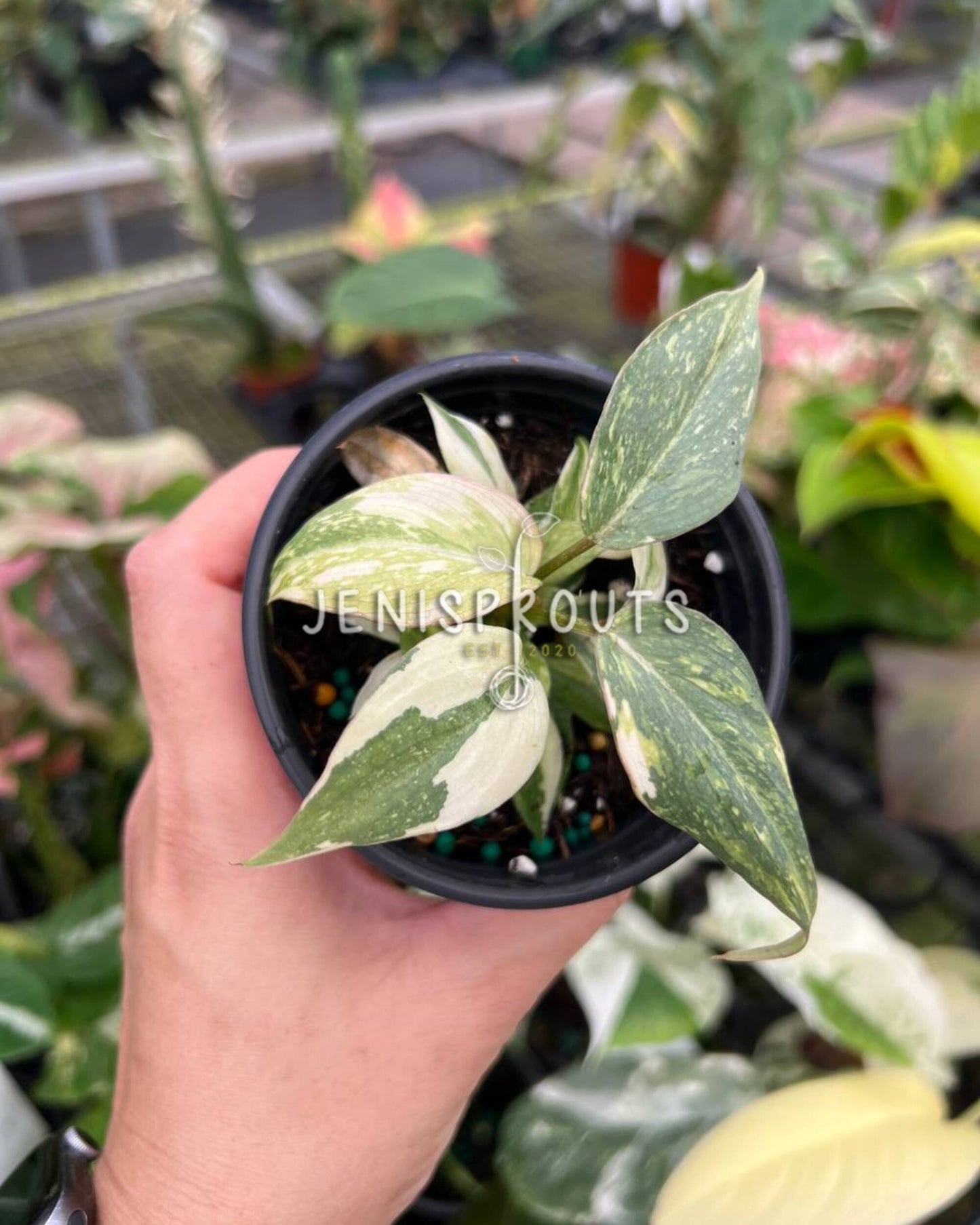 3" Philodendron Gloriosum Variegated