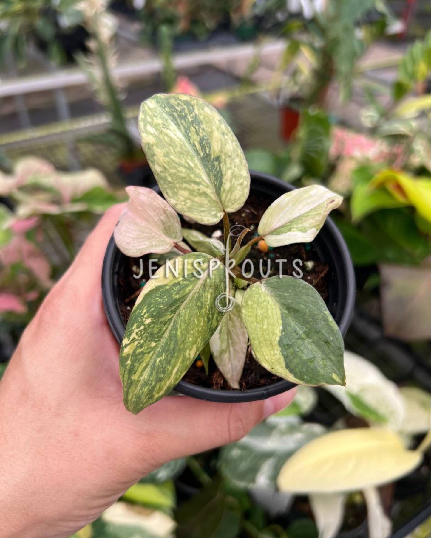 3" Philodendron Gloriosum Variegated