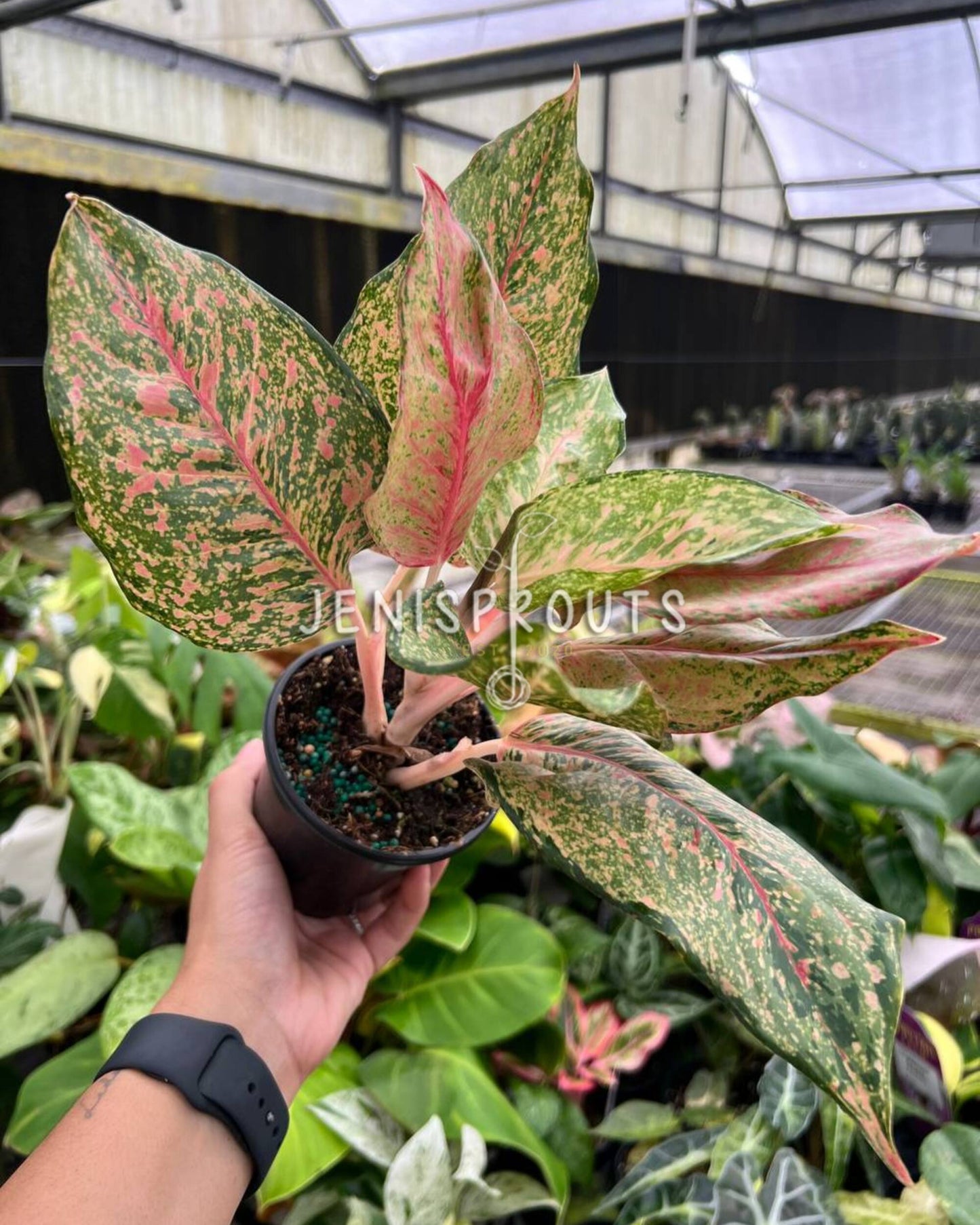 4” Aglaonema Fortune