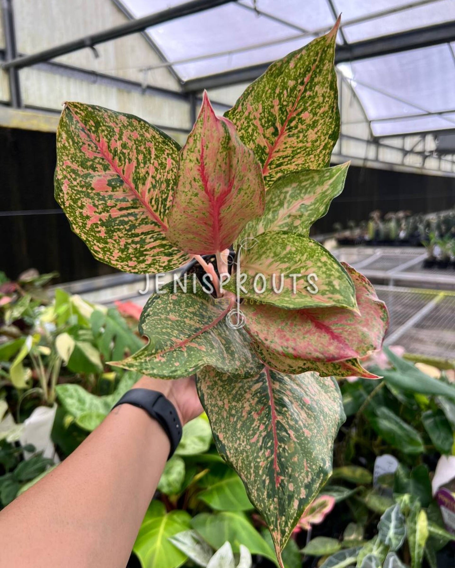 4” Aglaonema Fortune