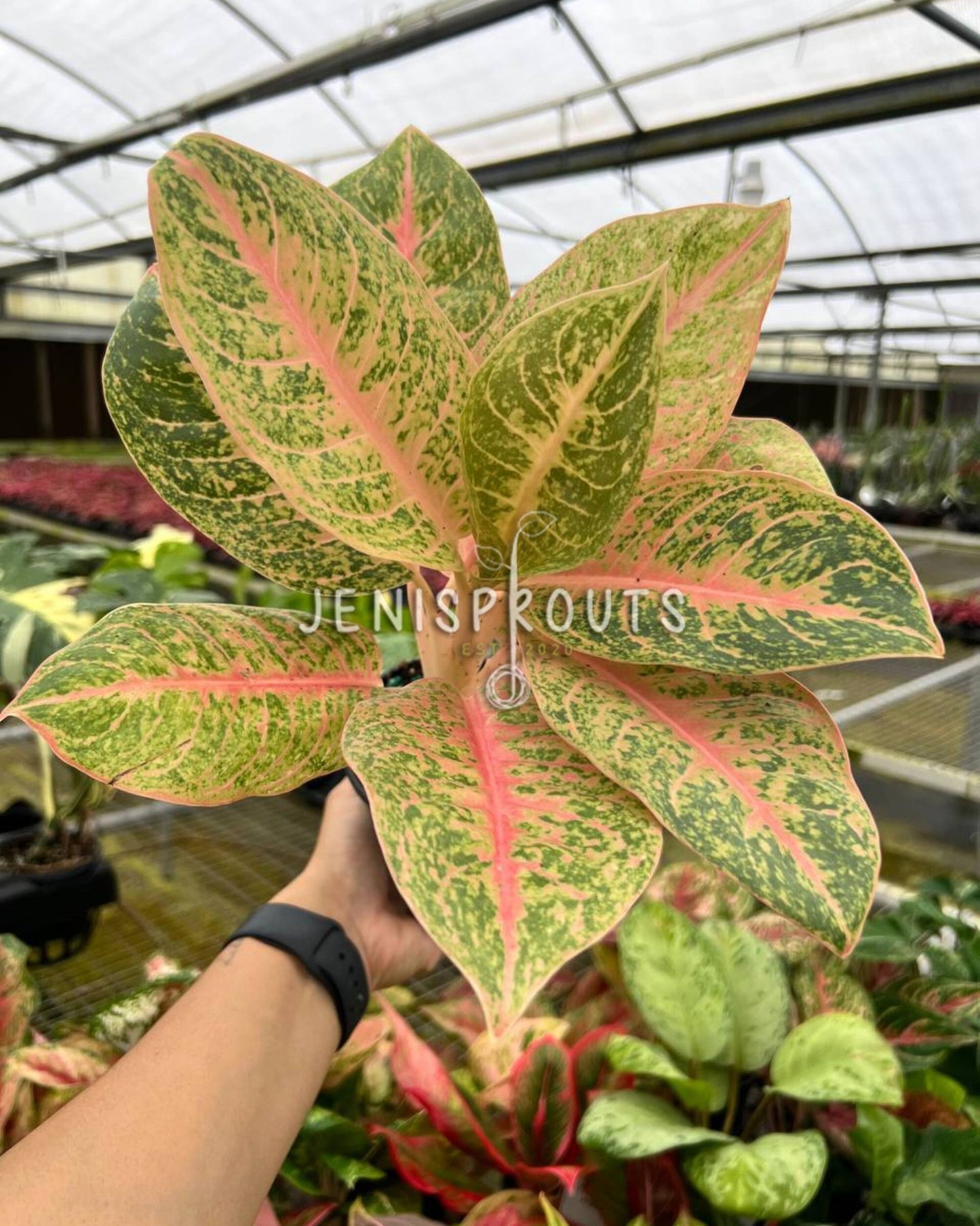 4" Aglaonema Harley Queen