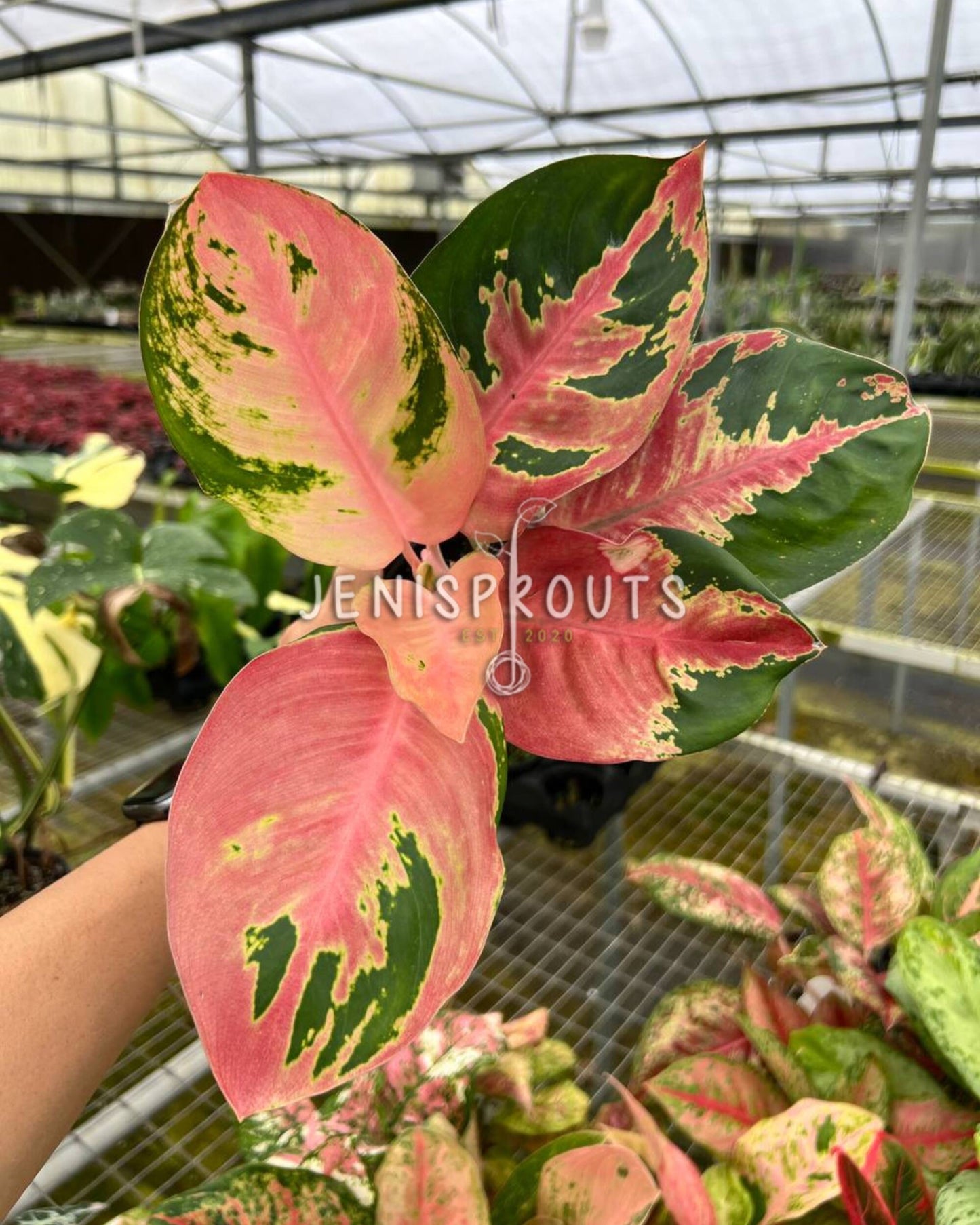 4" Aglaonema Hello Kitty