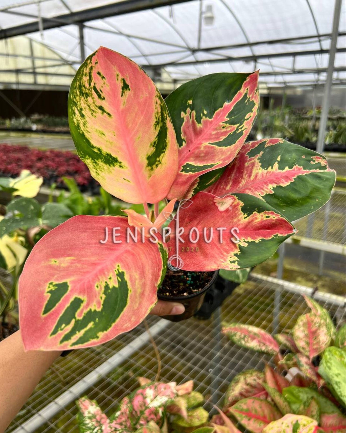 4" Aglaonema Hello Kitty