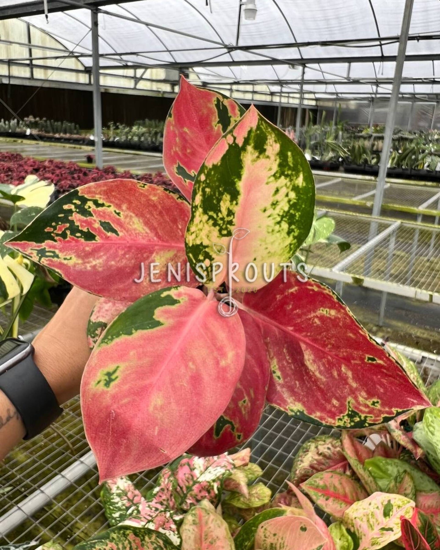 4" Aglaonema Hello Kitty