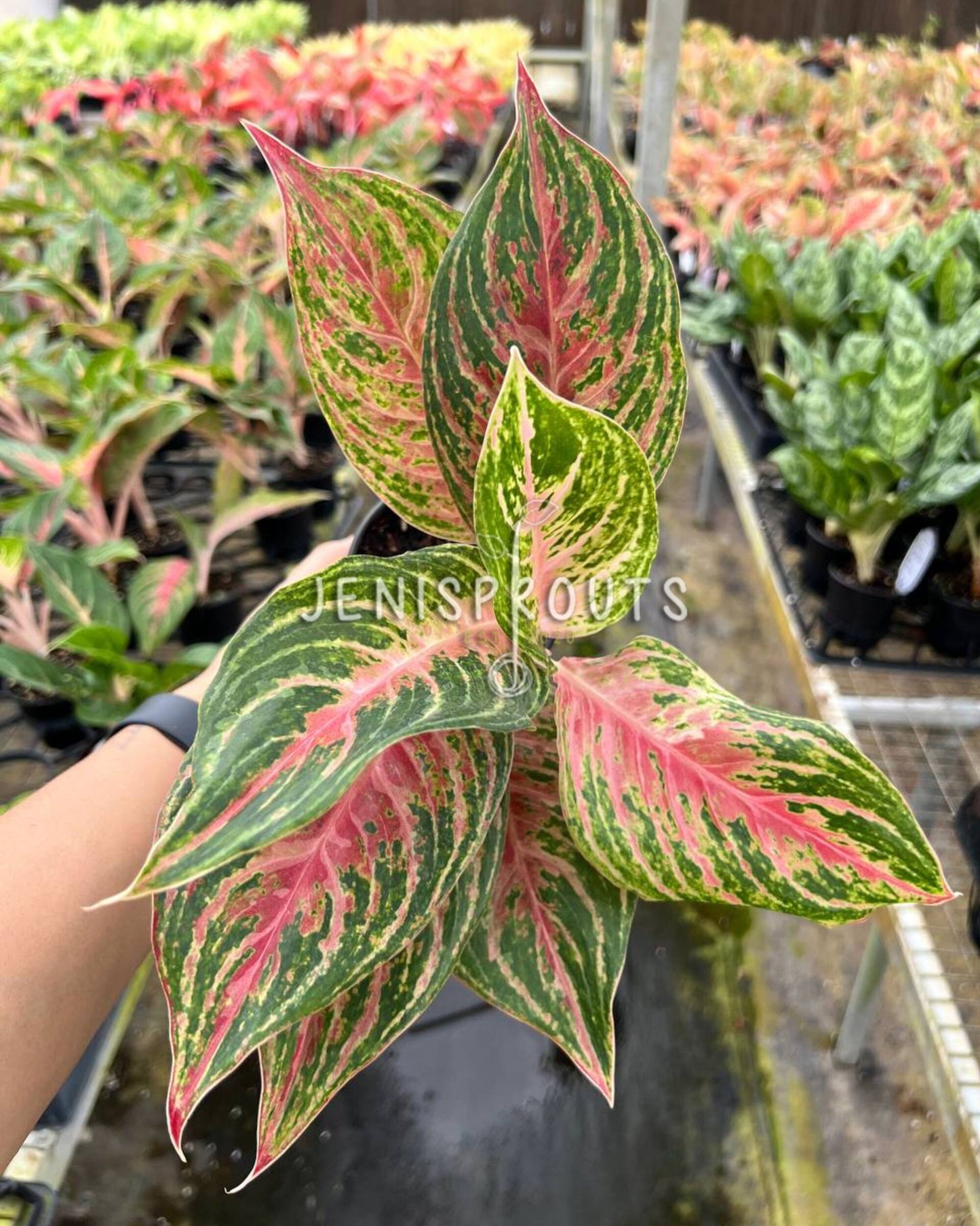 4" Aglaonema Mahanakorn