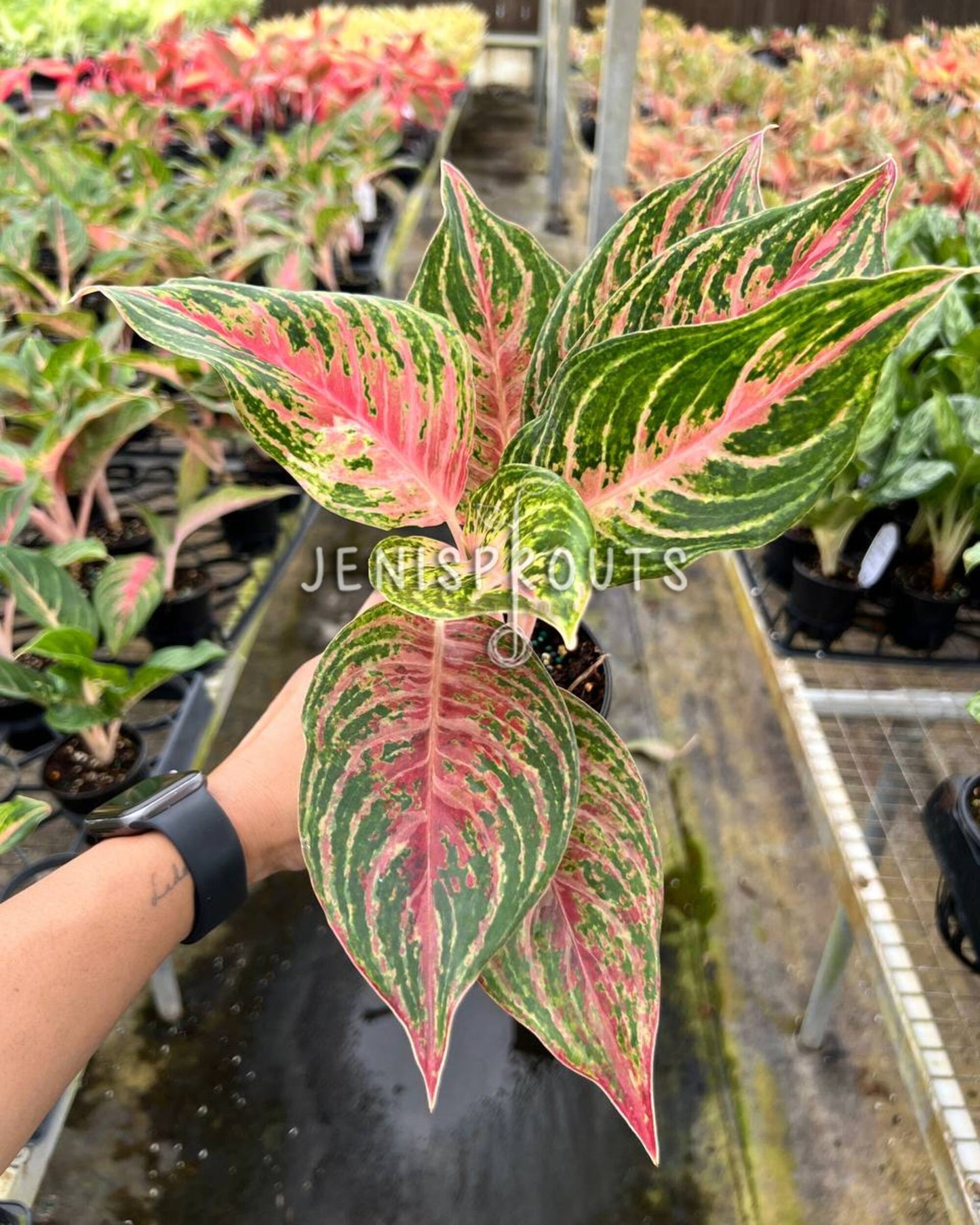 4" Aglaonema Mahanakorn