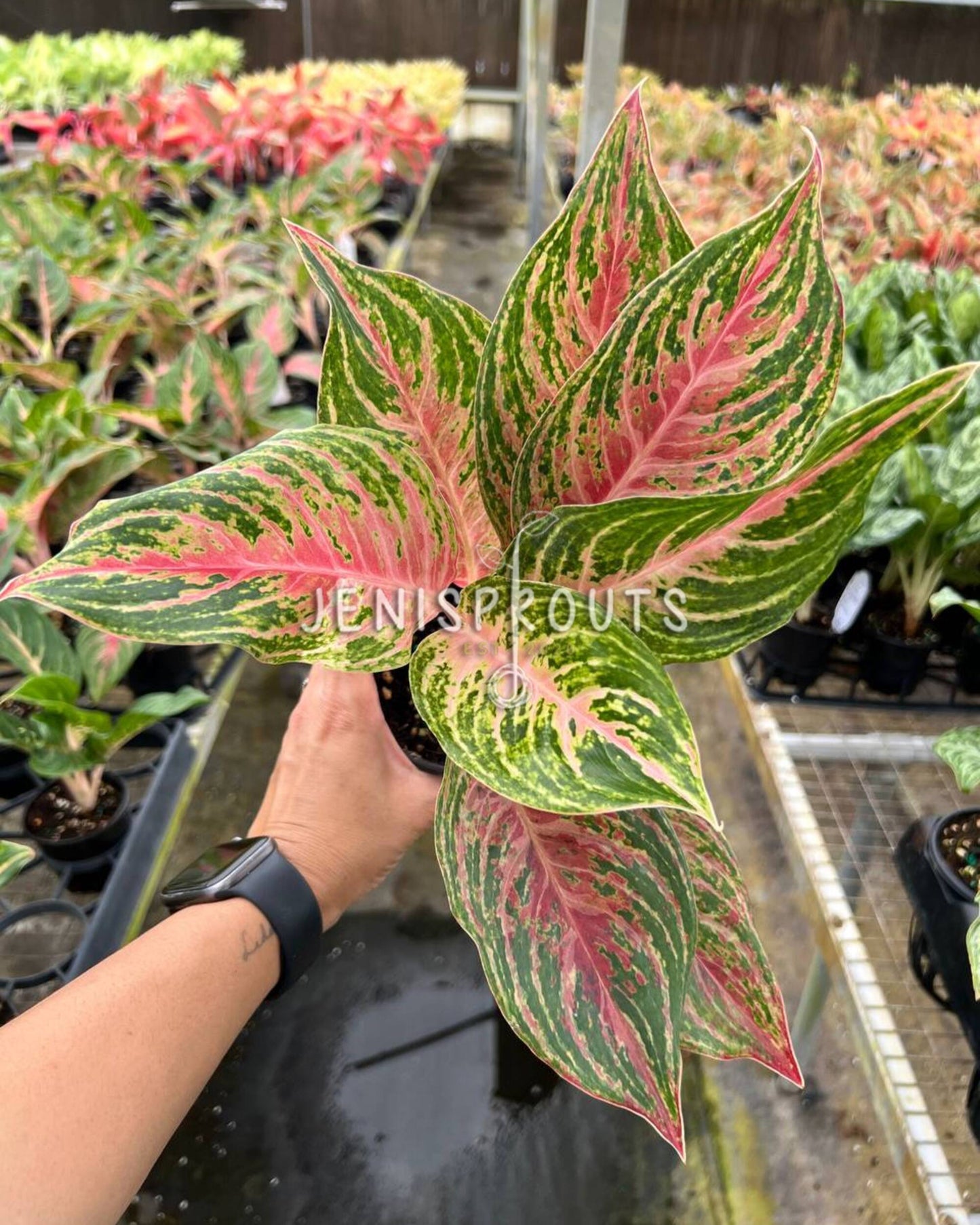 4" Aglaonema Mahanakorn