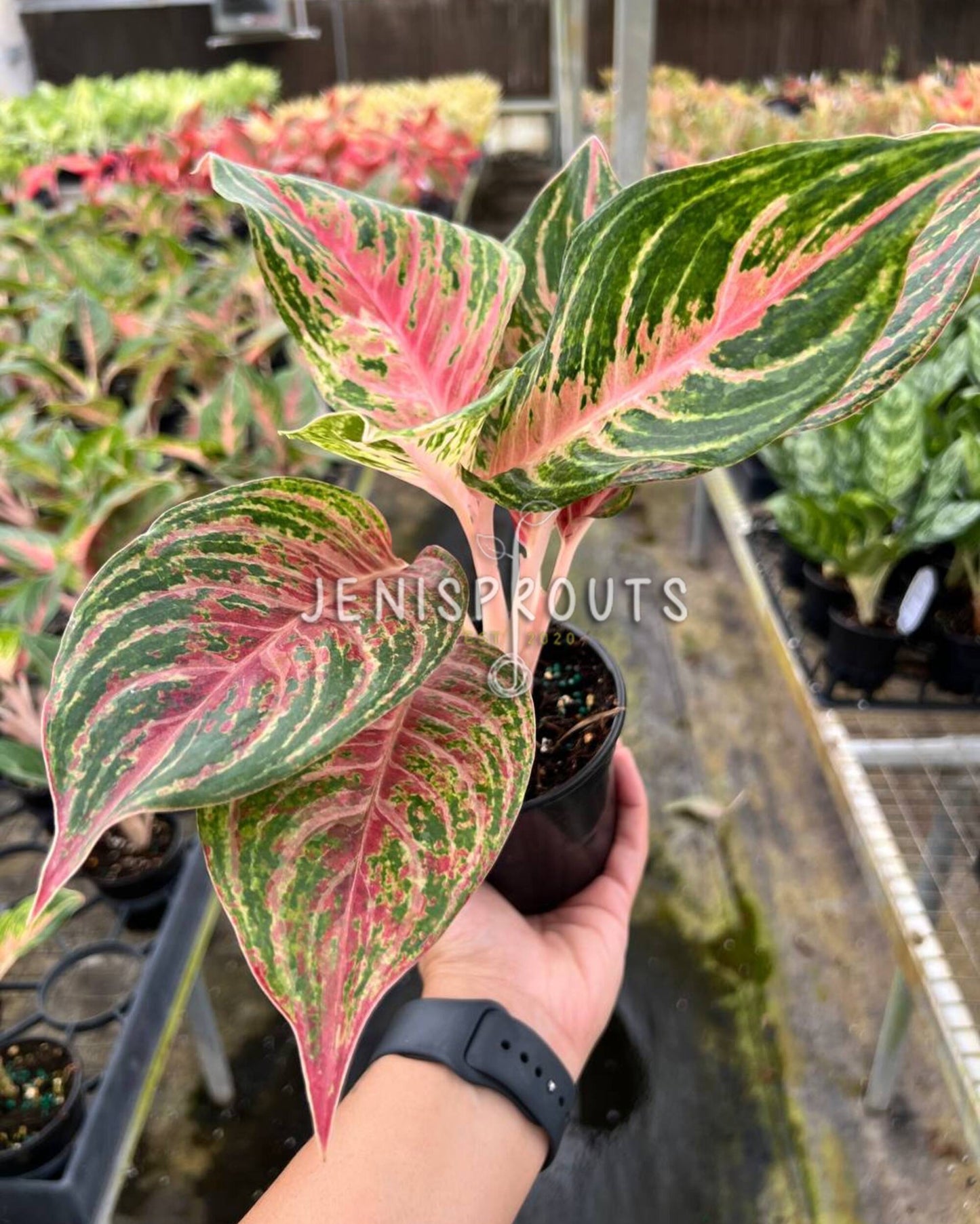 4" Aglaonema Mahanakorn