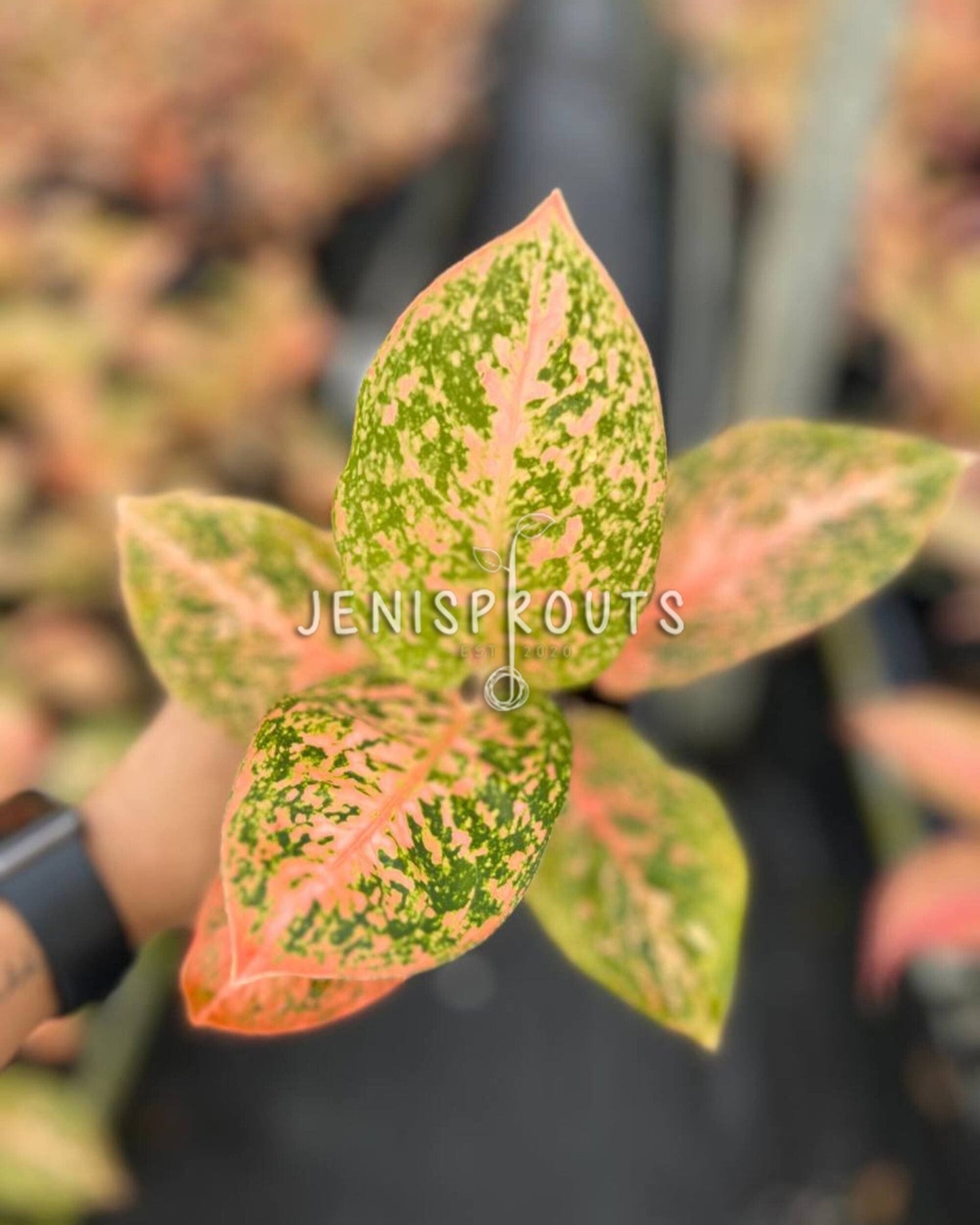 4" Aglaonema Orange Stardust