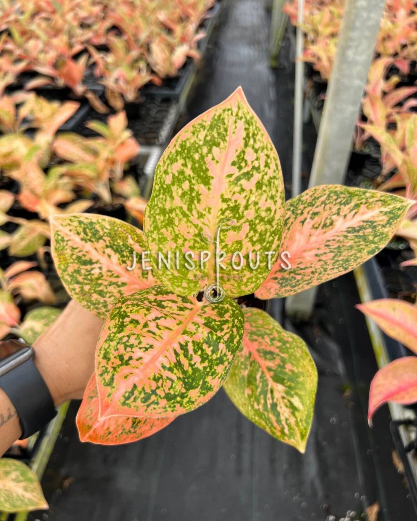 4" Aglaonema Orange Stardust