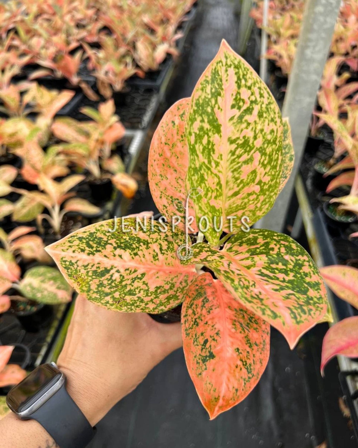 4" Aglaonema Orange Stardust