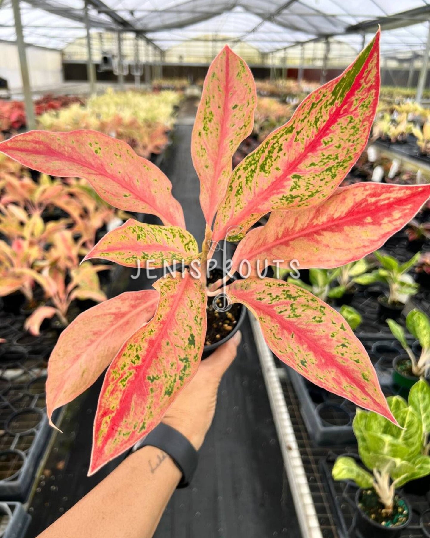 4" Aglaonema Pink Baramee