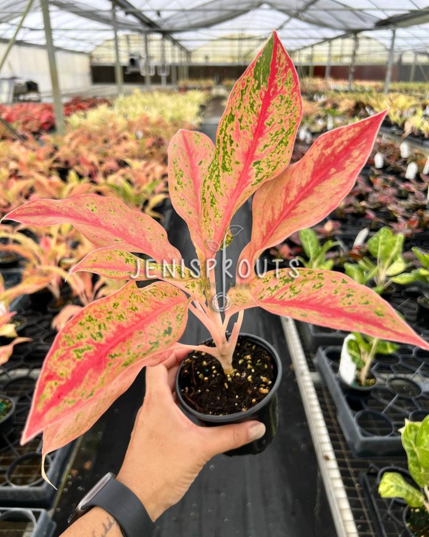4" Aglaonema Pink Baramee