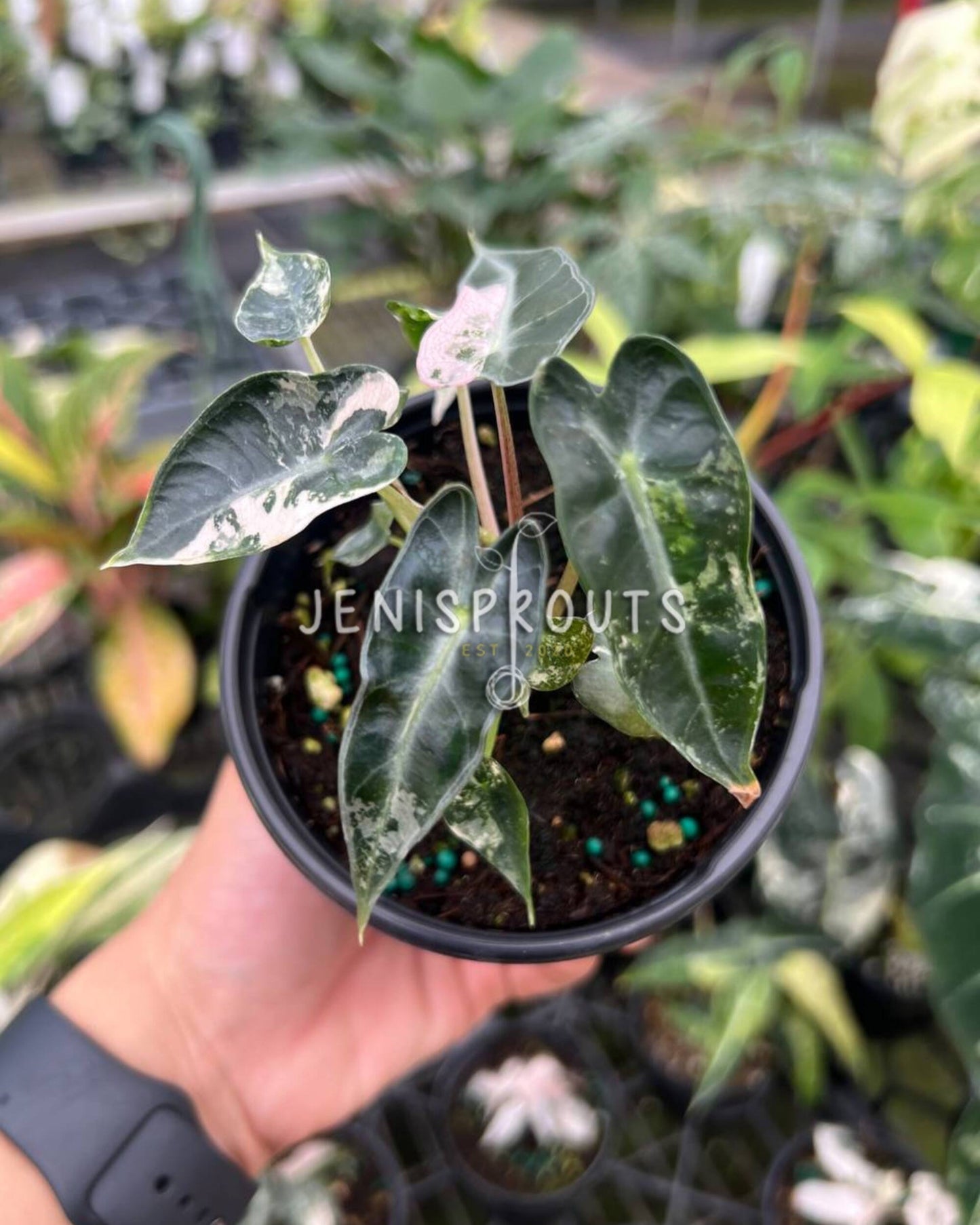 4" Alocasia Bambino Pink Variegated