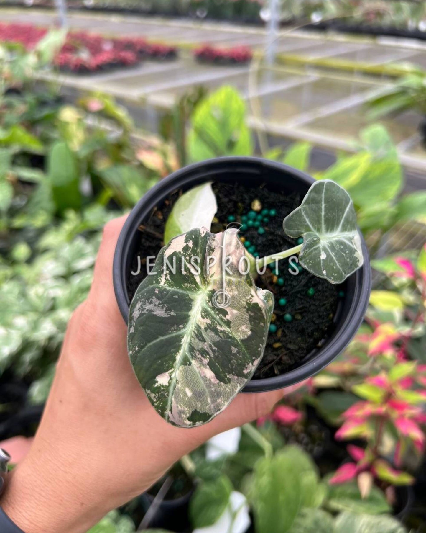 4" Alocasia Black Velvet Pink Variegated
