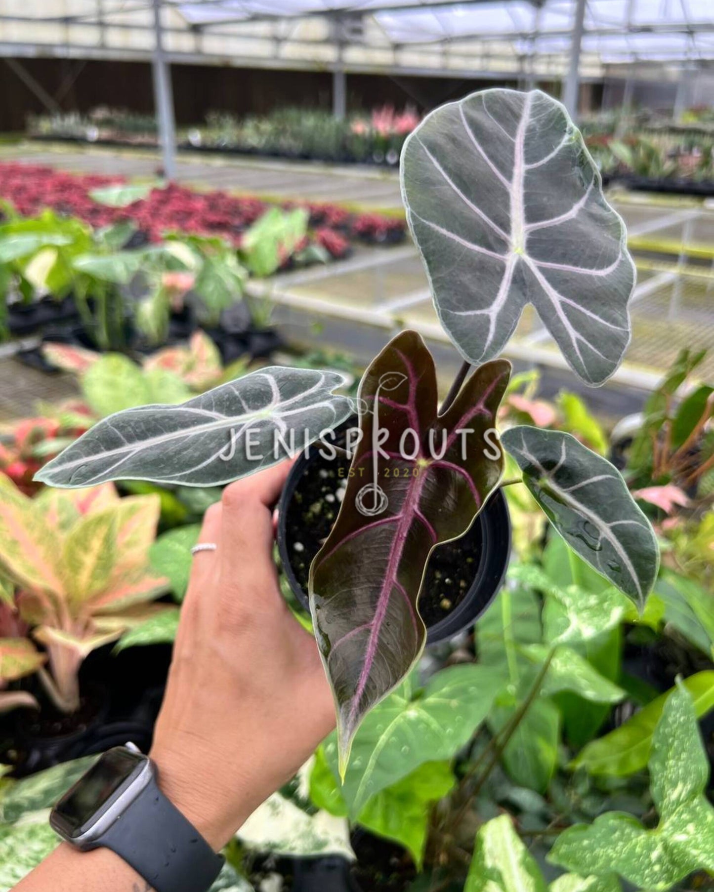 4" Alocasia Longiloba Purple Vein