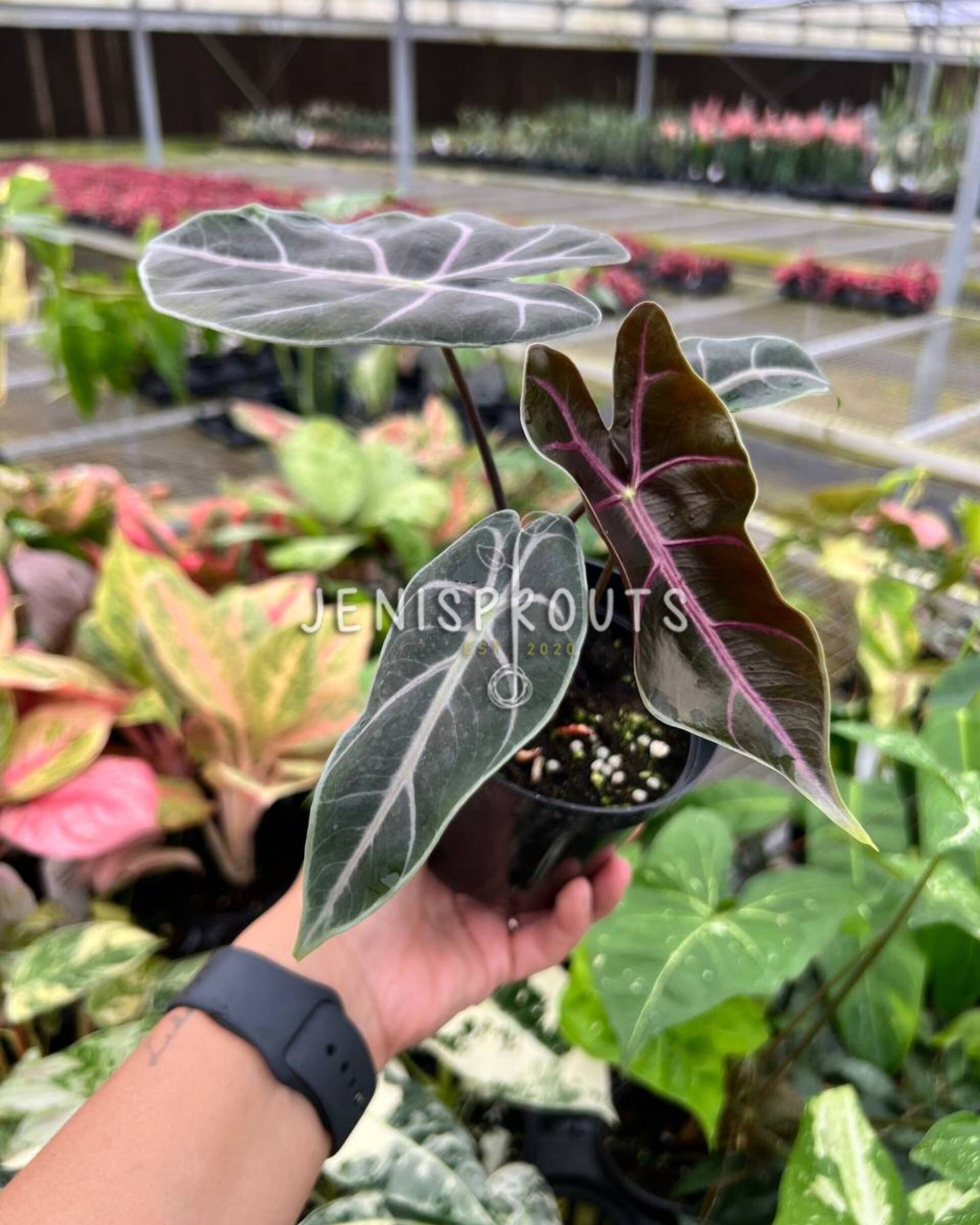 4" Alocasia Longiloba Purple Vein