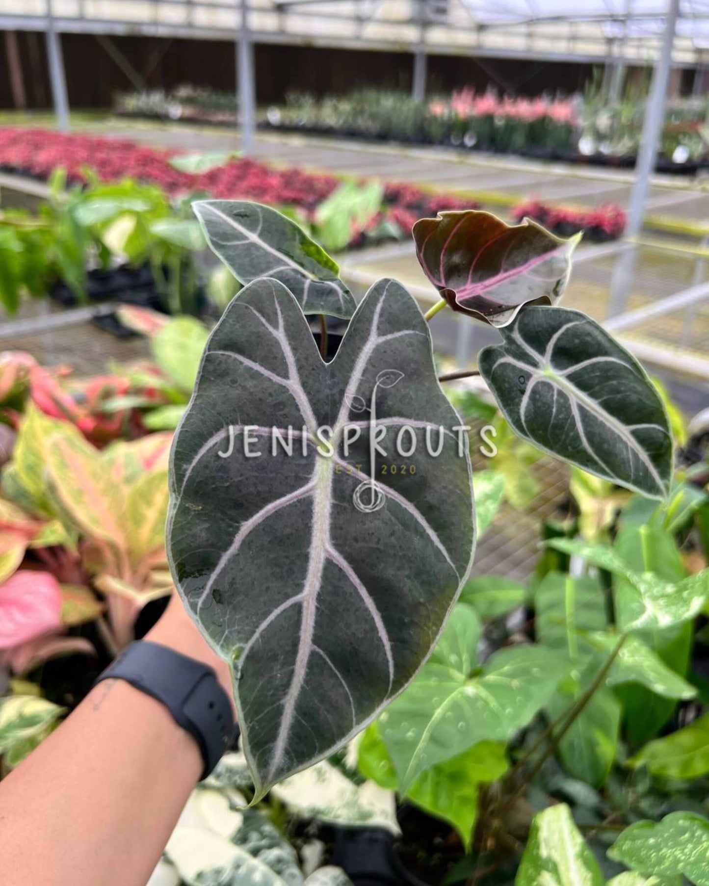 4" Alocasia Longiloba Purple Vein