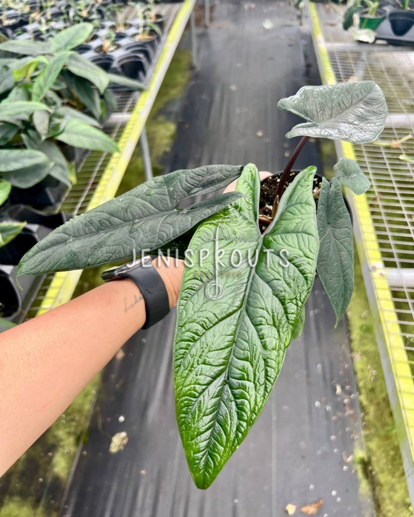 4" Alocasia Scalprum
