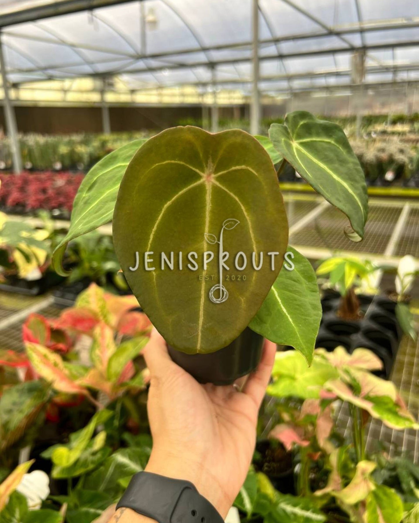 4" Anthurium Forgetii