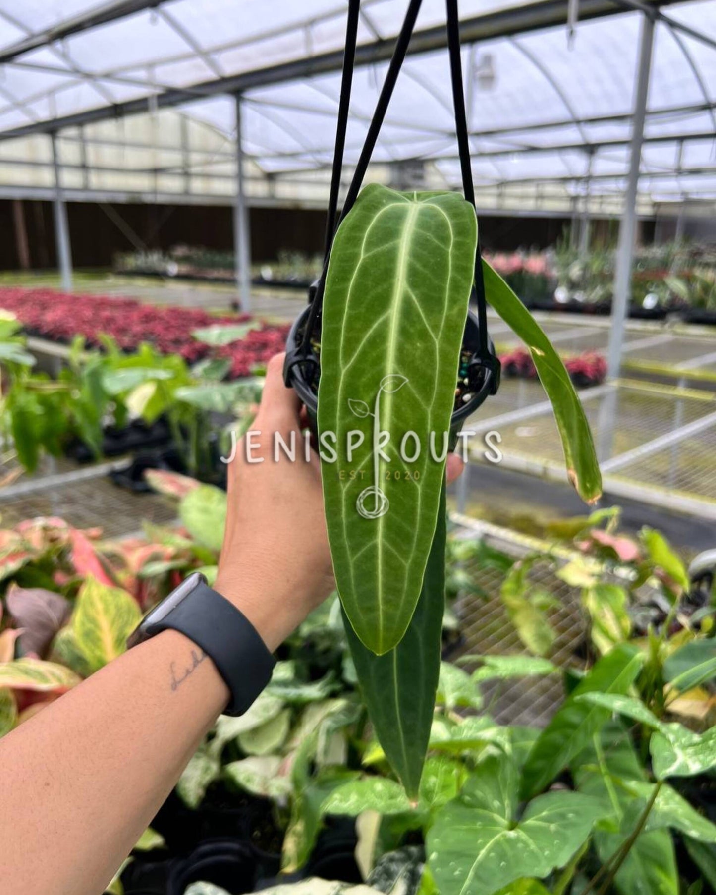 4” Anthurium Warocqueanum ‘Queen Anthurium’ HB