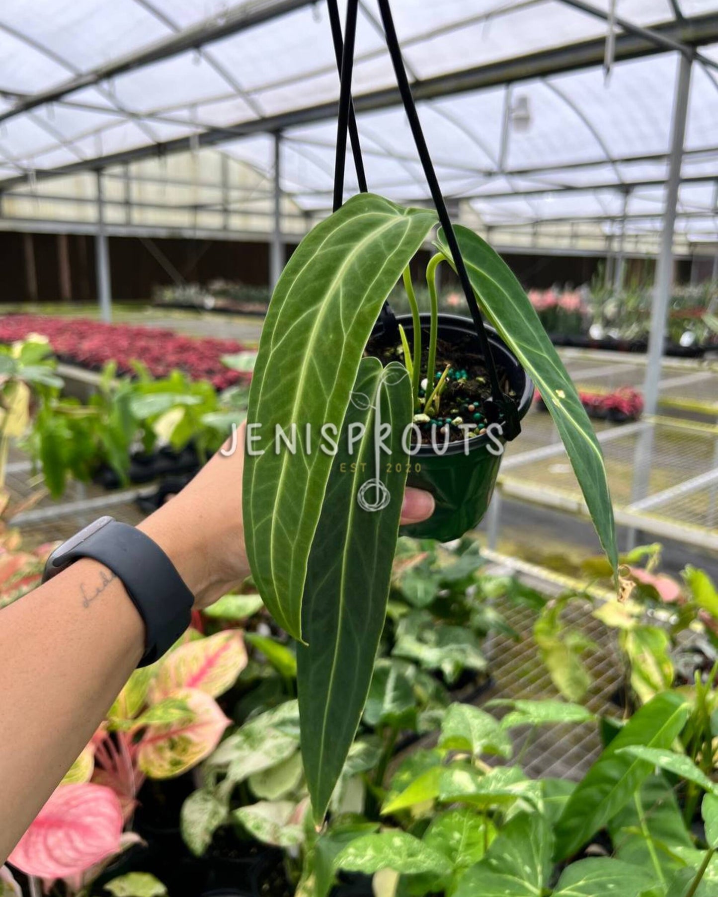 4” Anthurium Warocqueanum ‘Queen Anthurium’ HB