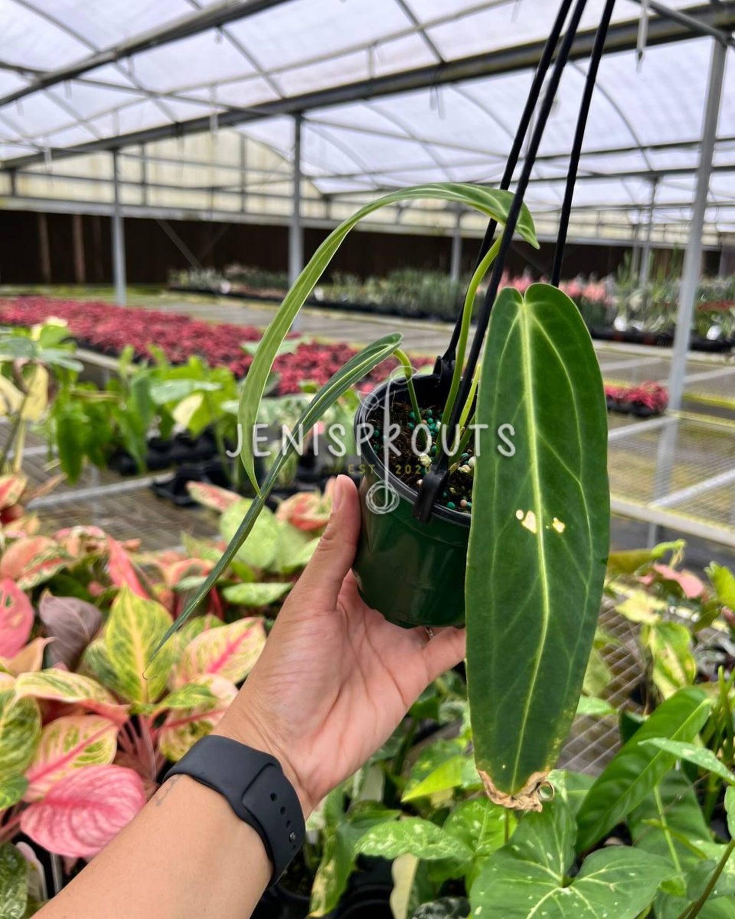 4” Anthurium Warocqueanum ‘Queen Anthurium’ HB