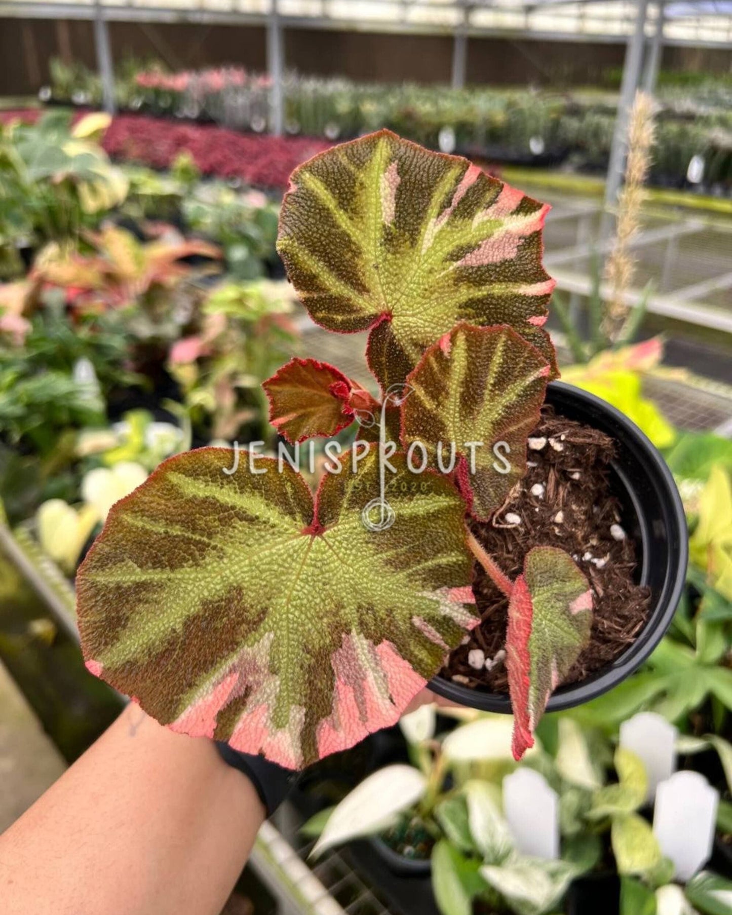 4" Begonia Soil Mutata Variegated