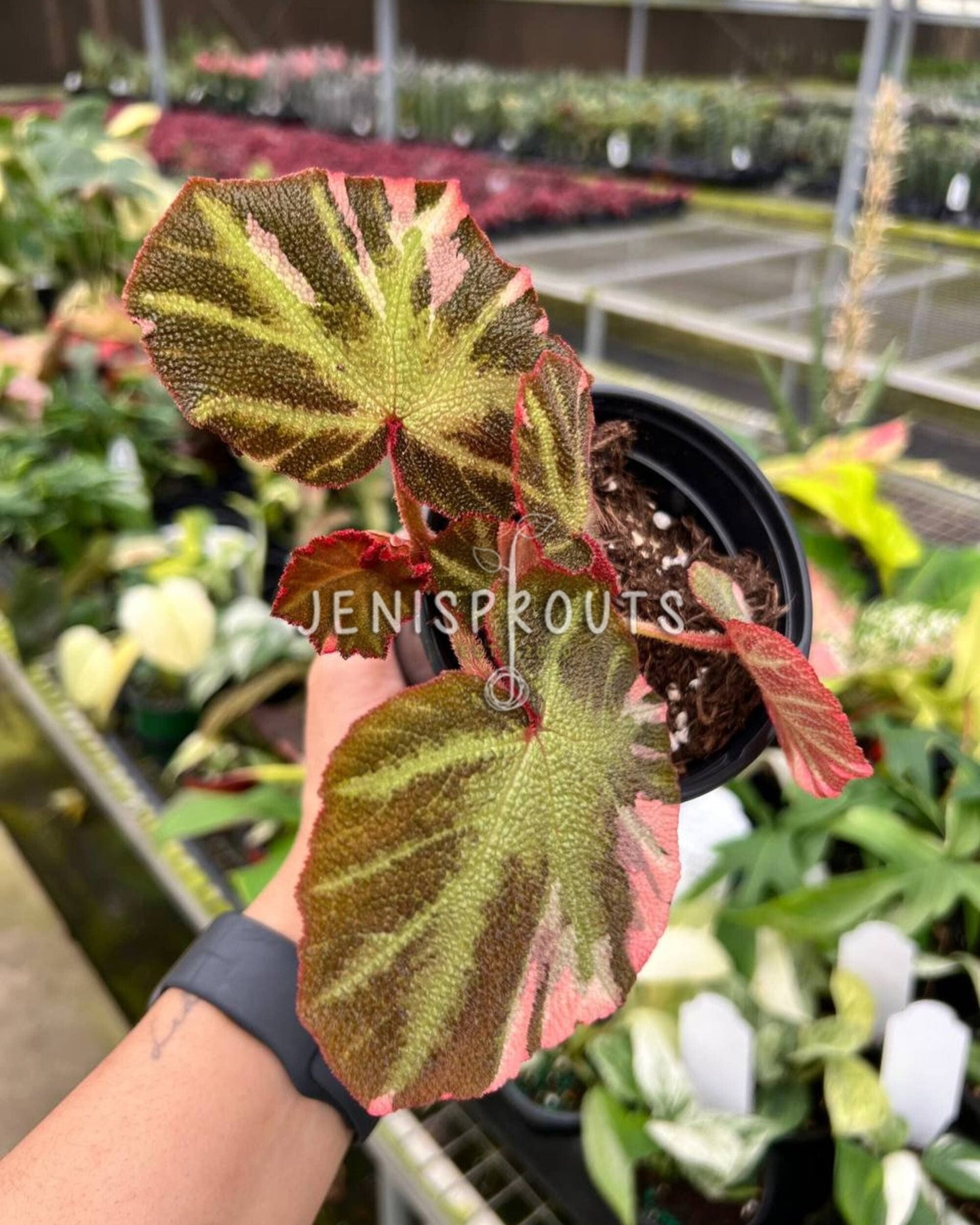 4" Begonia Soil Mutata Variegated