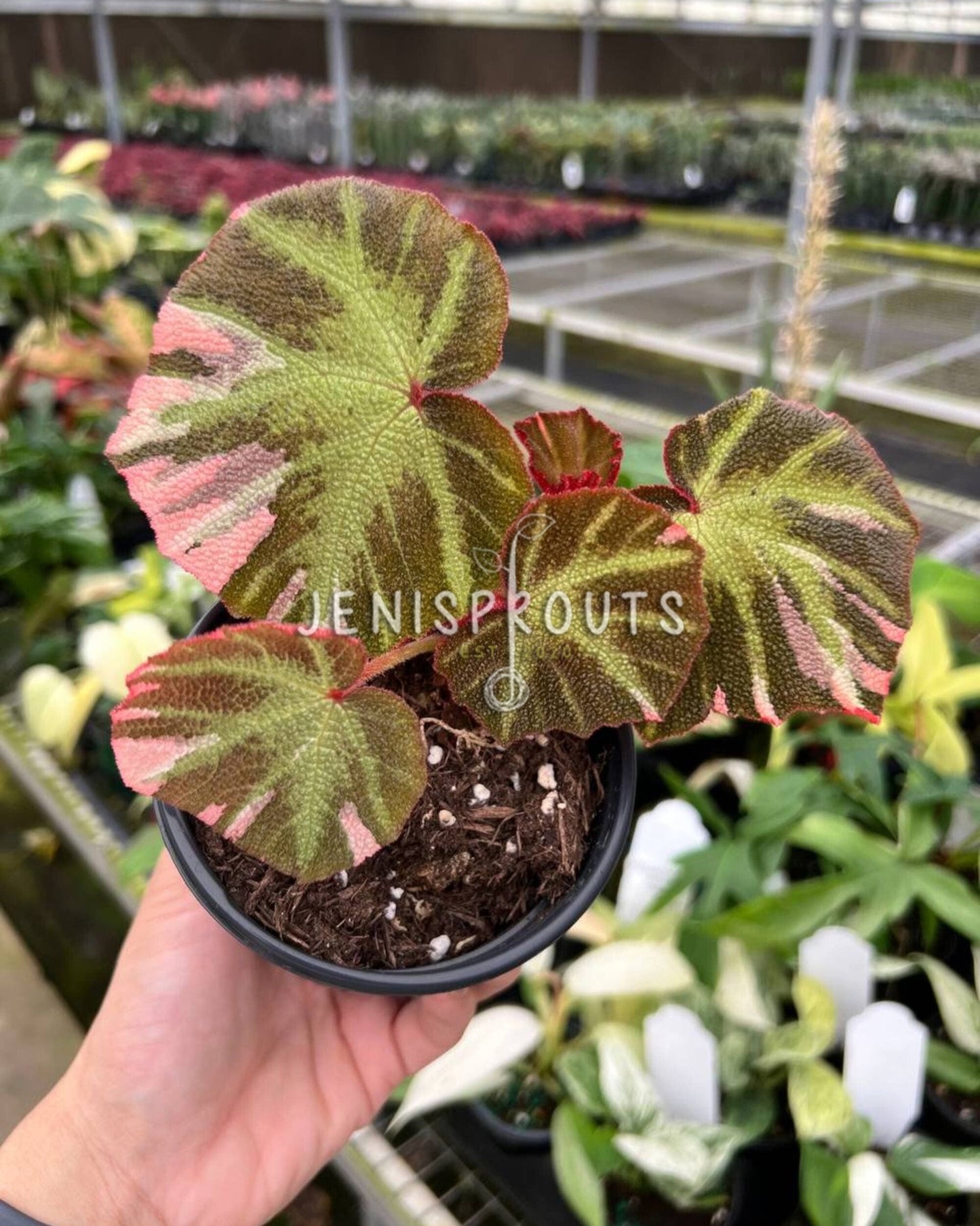 4" Begonia Soil Mutata Variegated