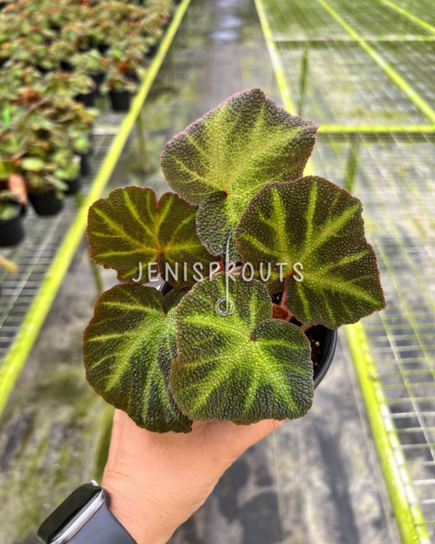 4" Begonia Soil Mutata