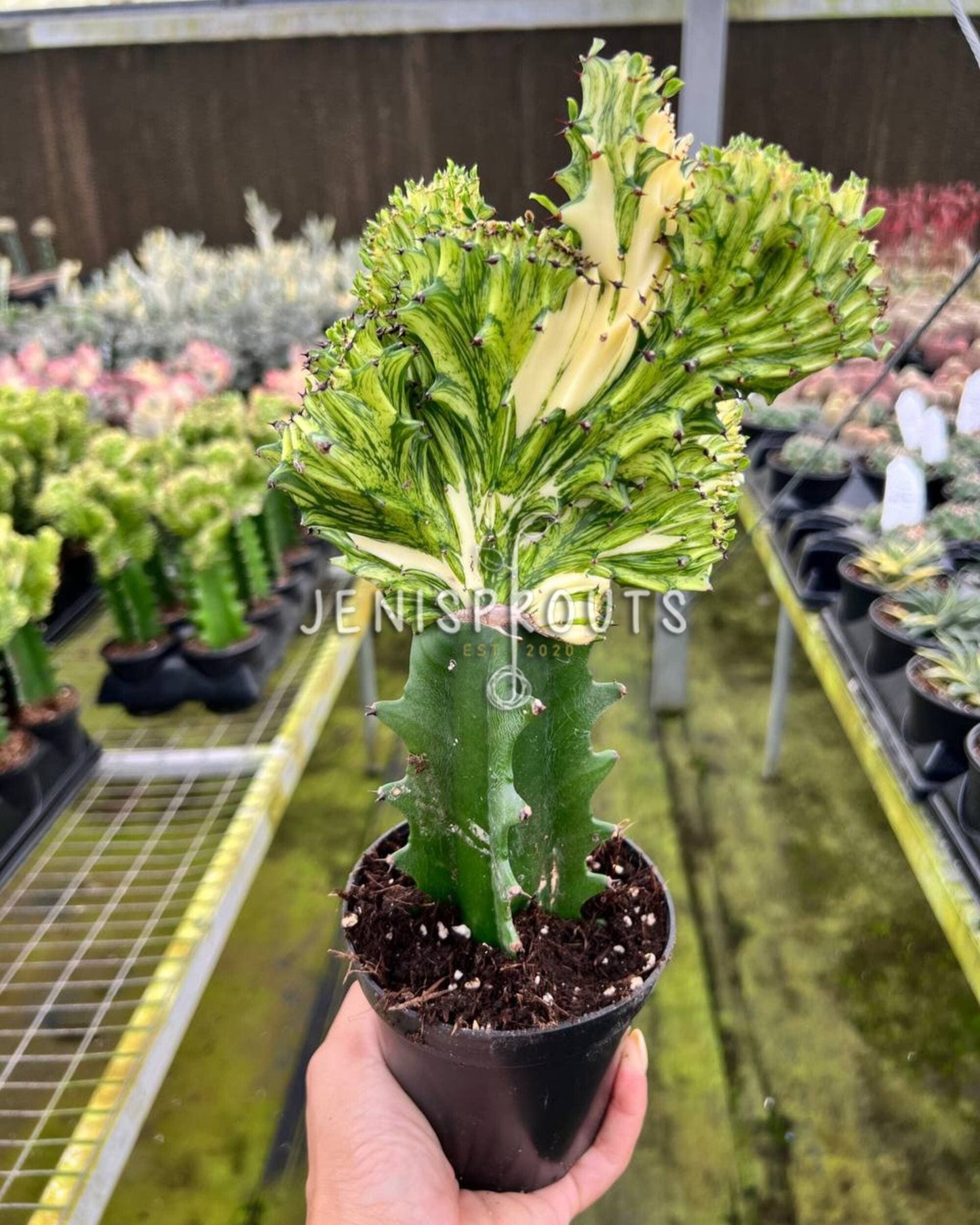 4" Cactus Mermaid Yellow