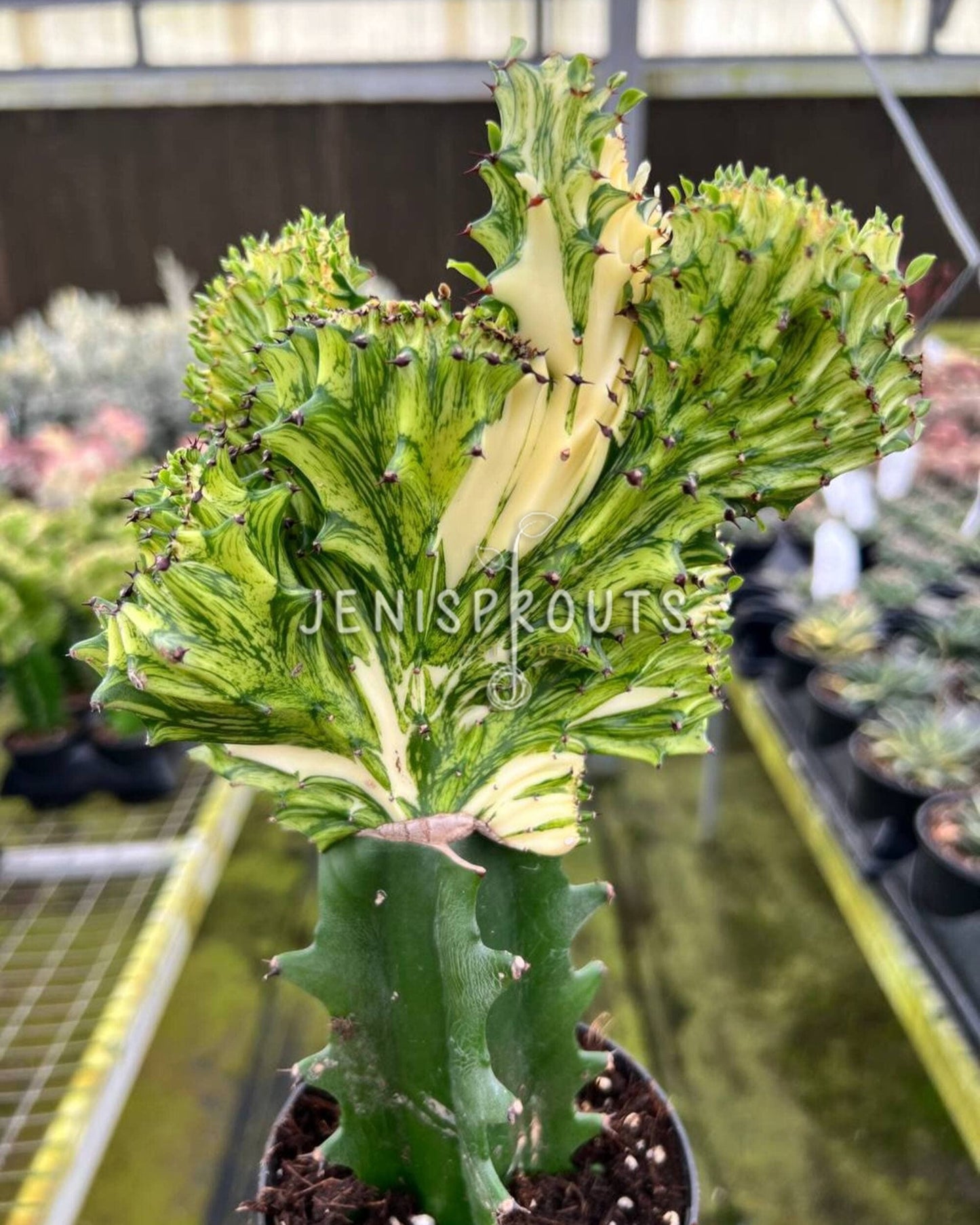 4" Cactus Mermaid Yellow