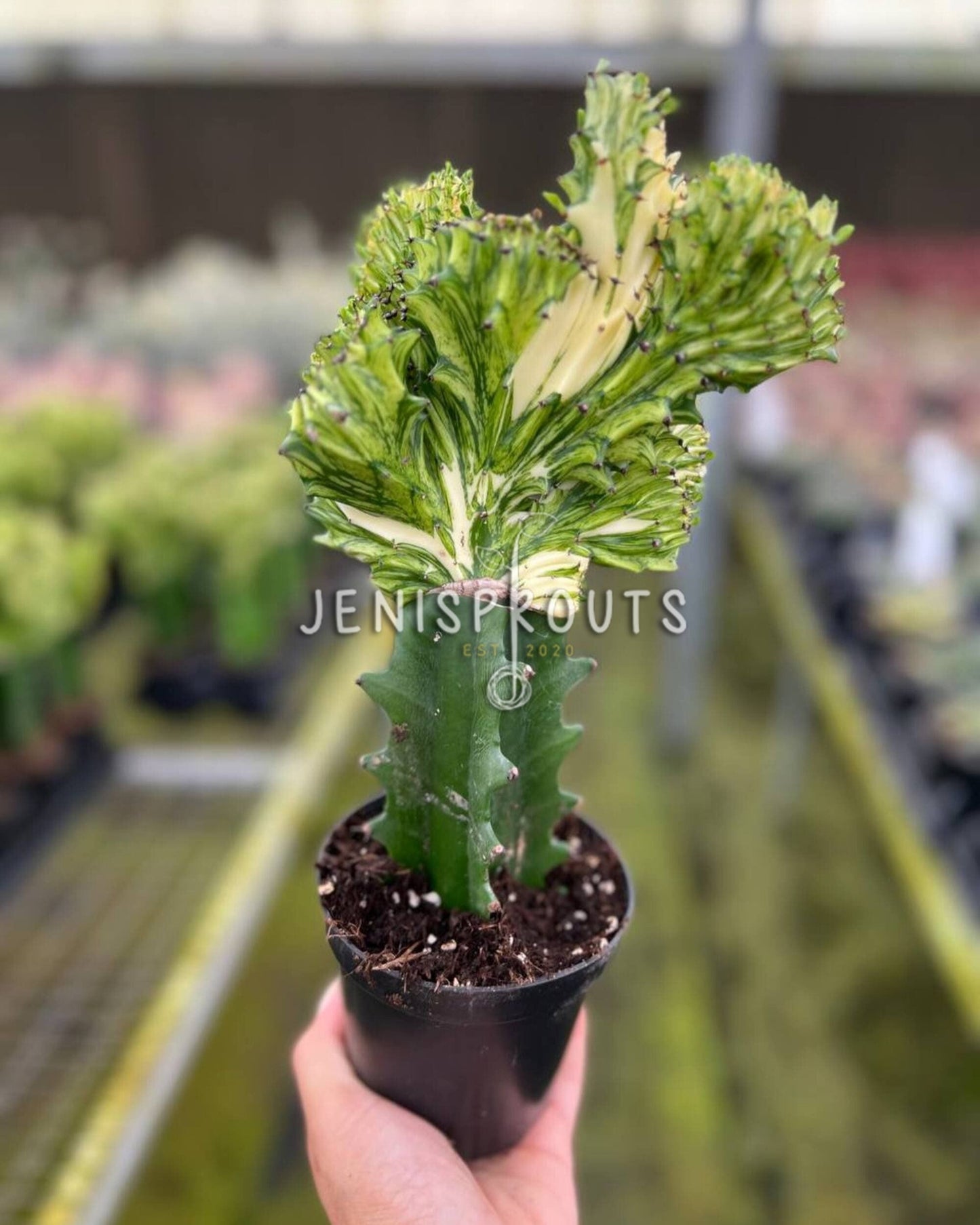 4" Cactus Mermaid Yellow