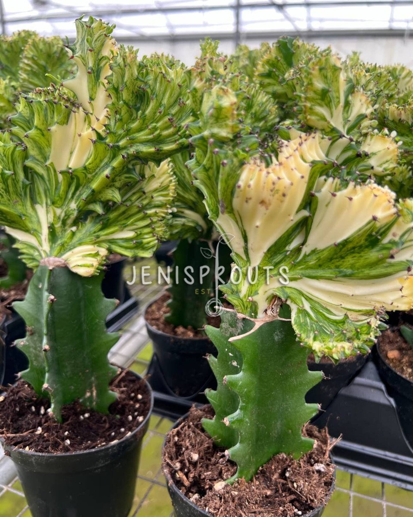 4" Cactus Mermaid Yellow
